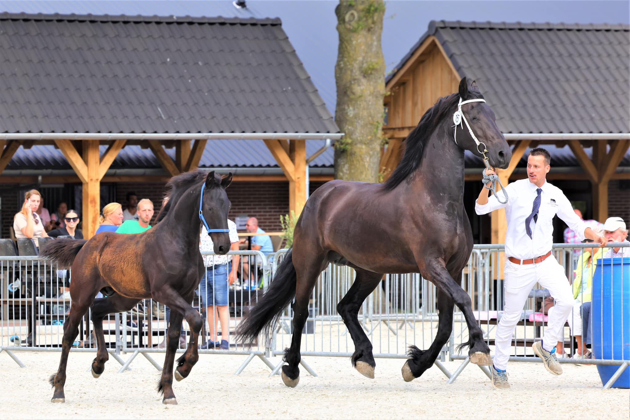 dressuurpaard merrie 8 anni zwart in vendita - Foto 2