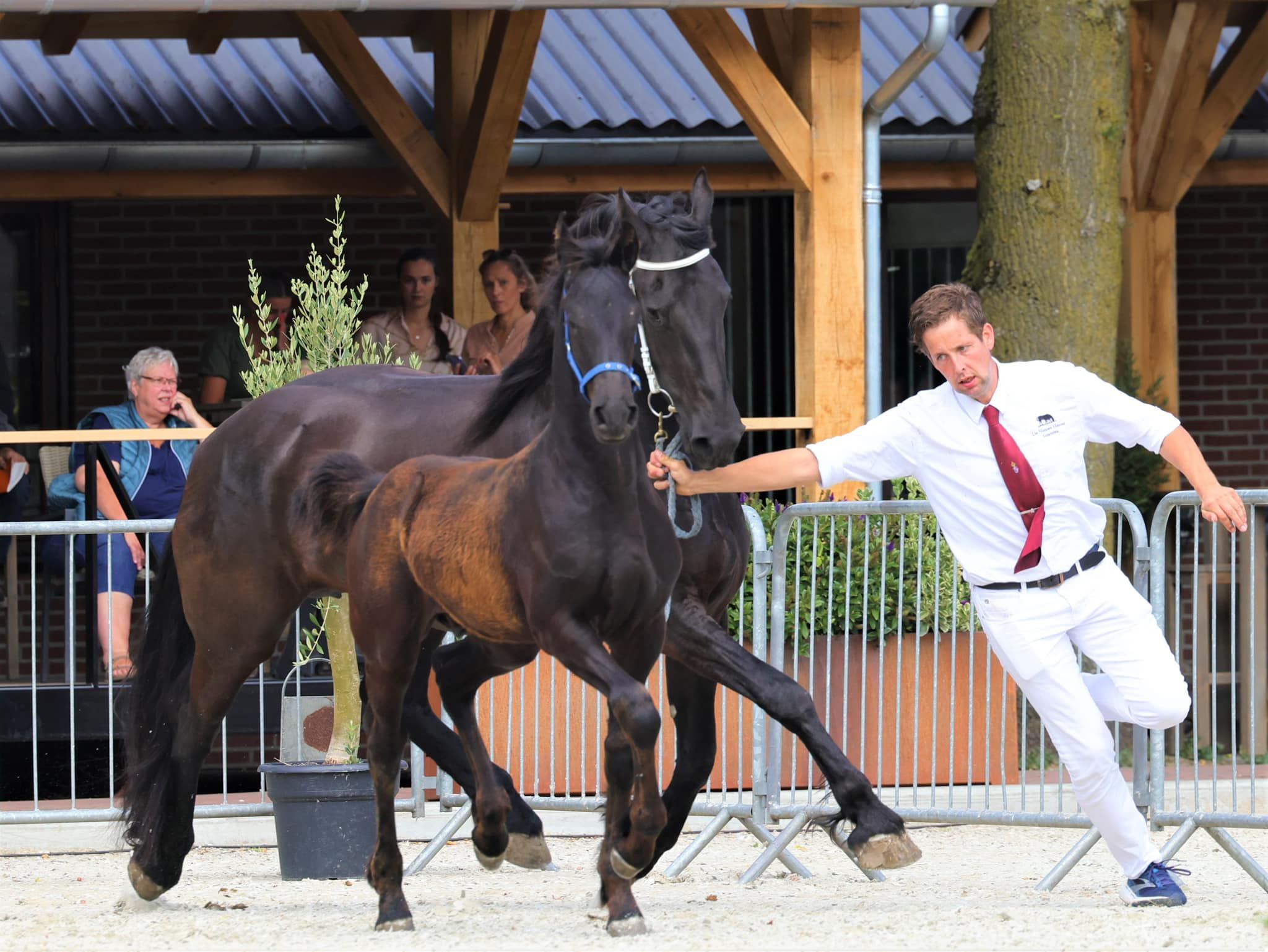 dressuurpaard merrie 8 anni zwart in vendita - Foto 3