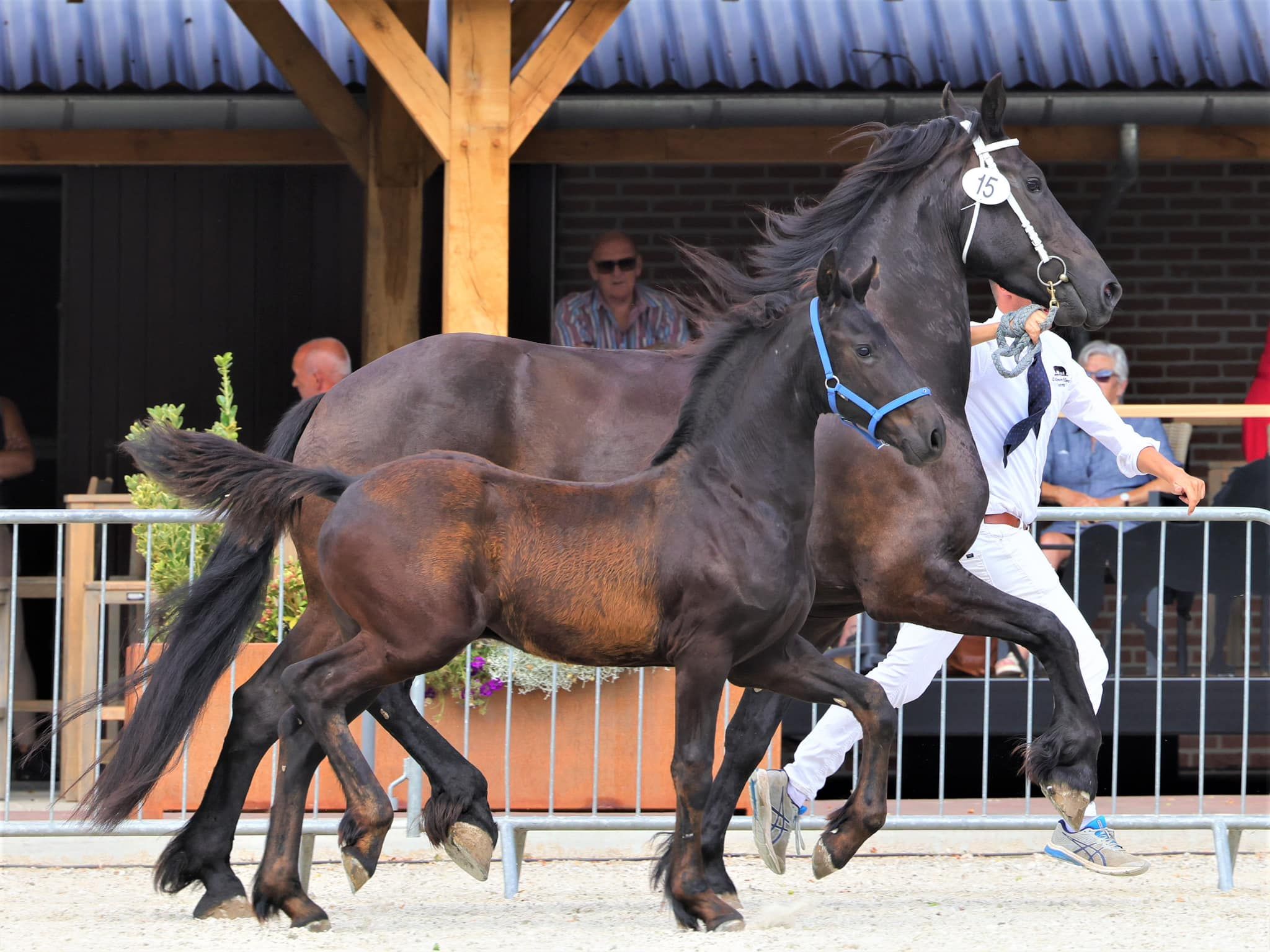 dressuurpaard merrie 8 anni zwart in vendita - Foto 4