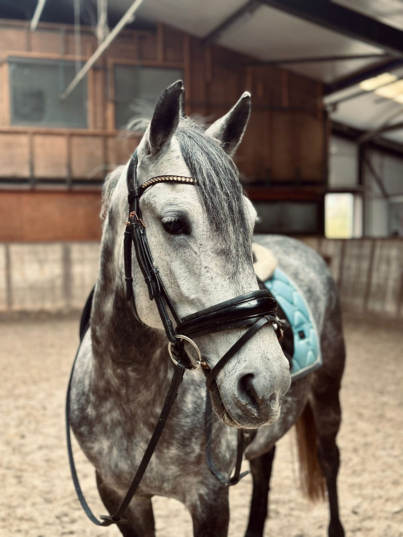 Guapa yegua torda de 7 años, D-pony