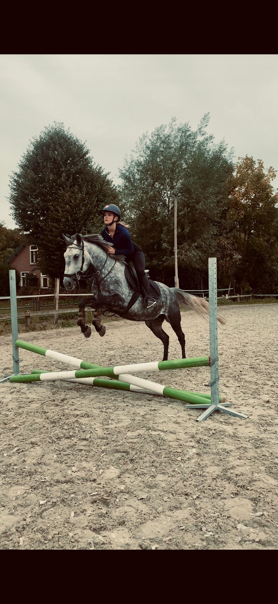 allround-pony merrie 7 años schimmel en venta - Foto 3