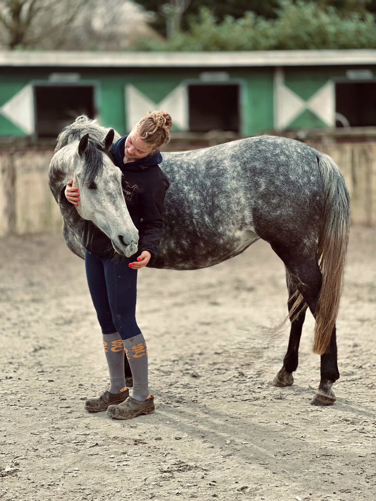 allround-pony merrie 7 años schimmel en venta - Foto 2