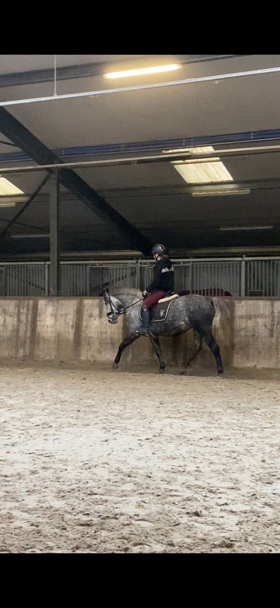 allround-pony merrie 7 años schimmel en venta - Foto 5