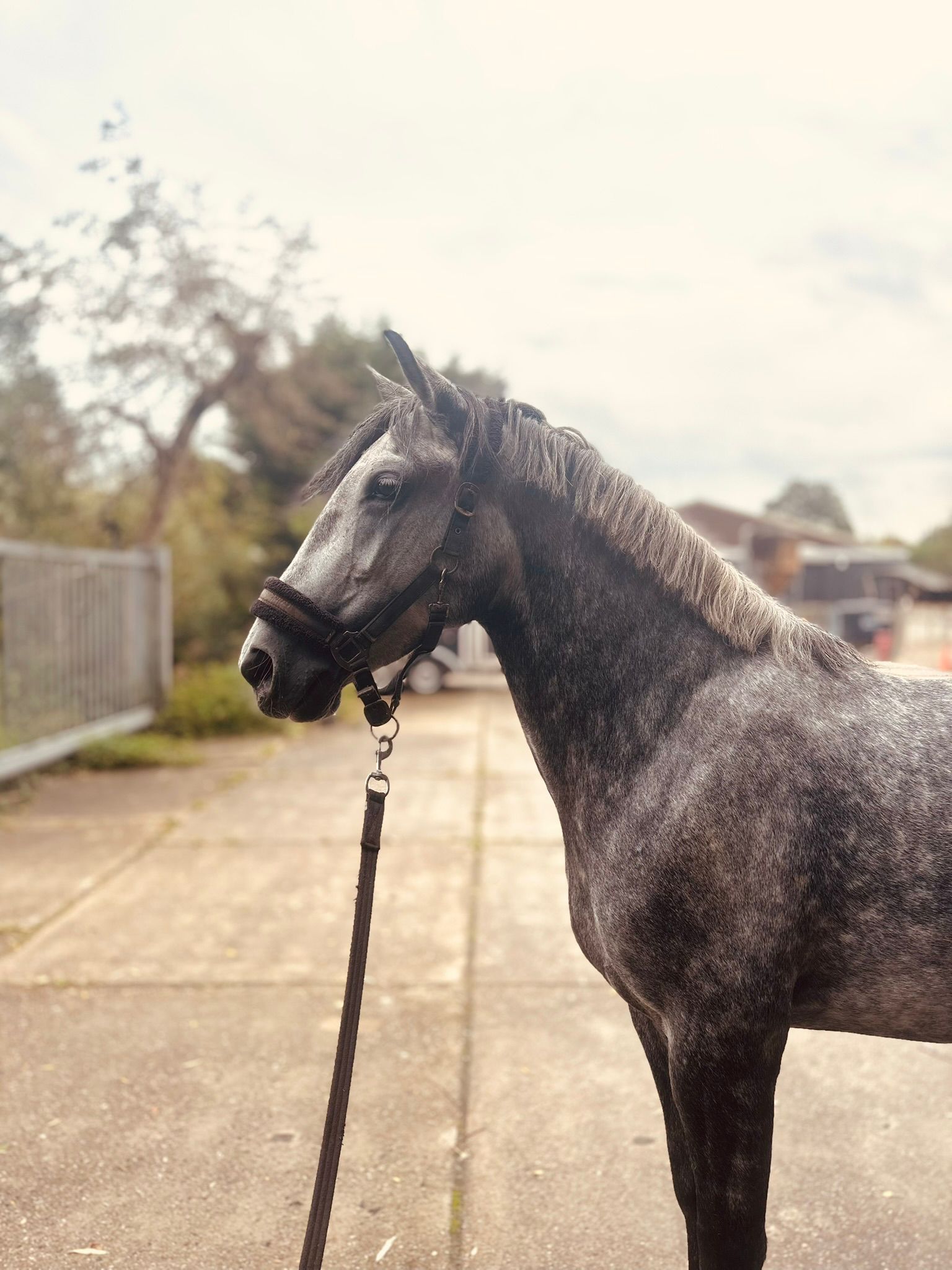allround-pony merrie 7 años schimmel en venta - Foto 6