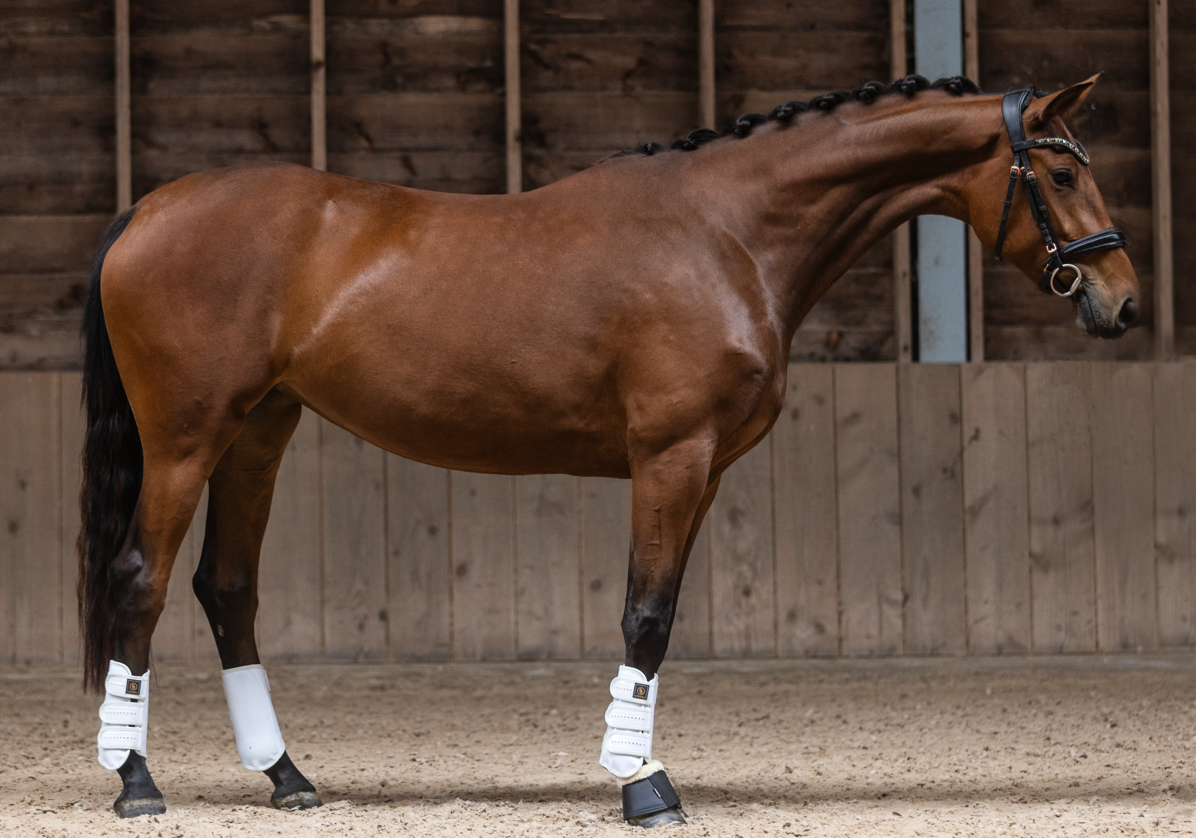 nrps dressuurpaard merrie 3 jaar bruin te koop - Foto 2
