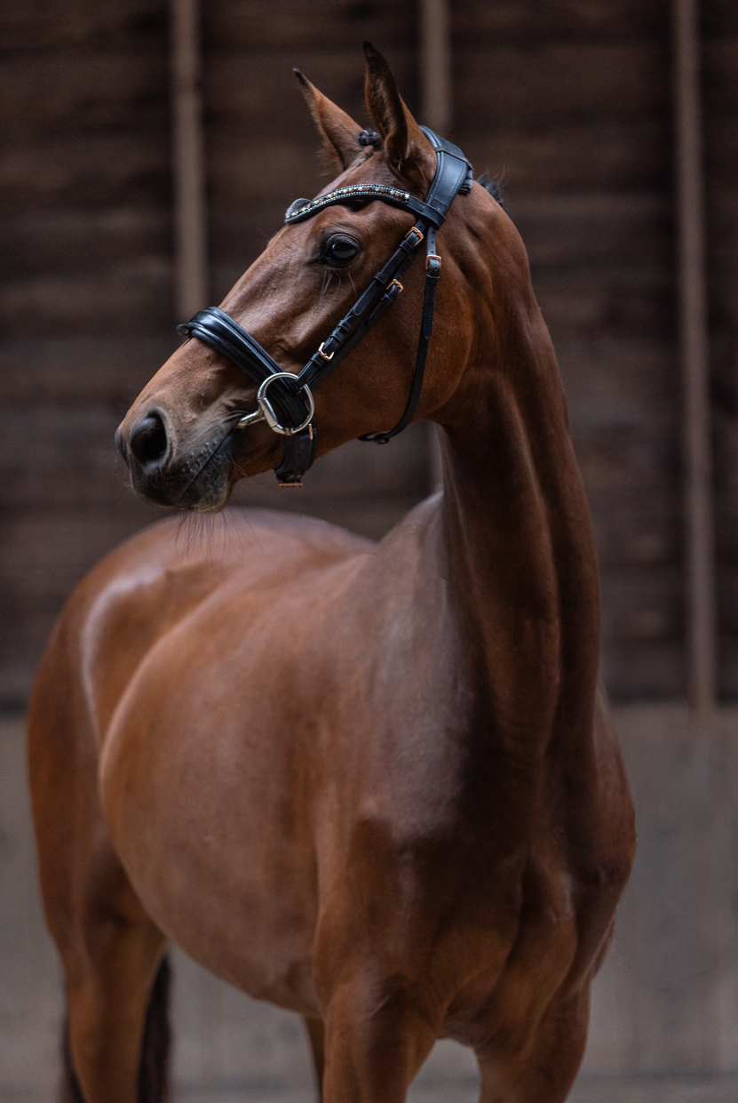 Elegante – promising 3-year-old quality mare with size