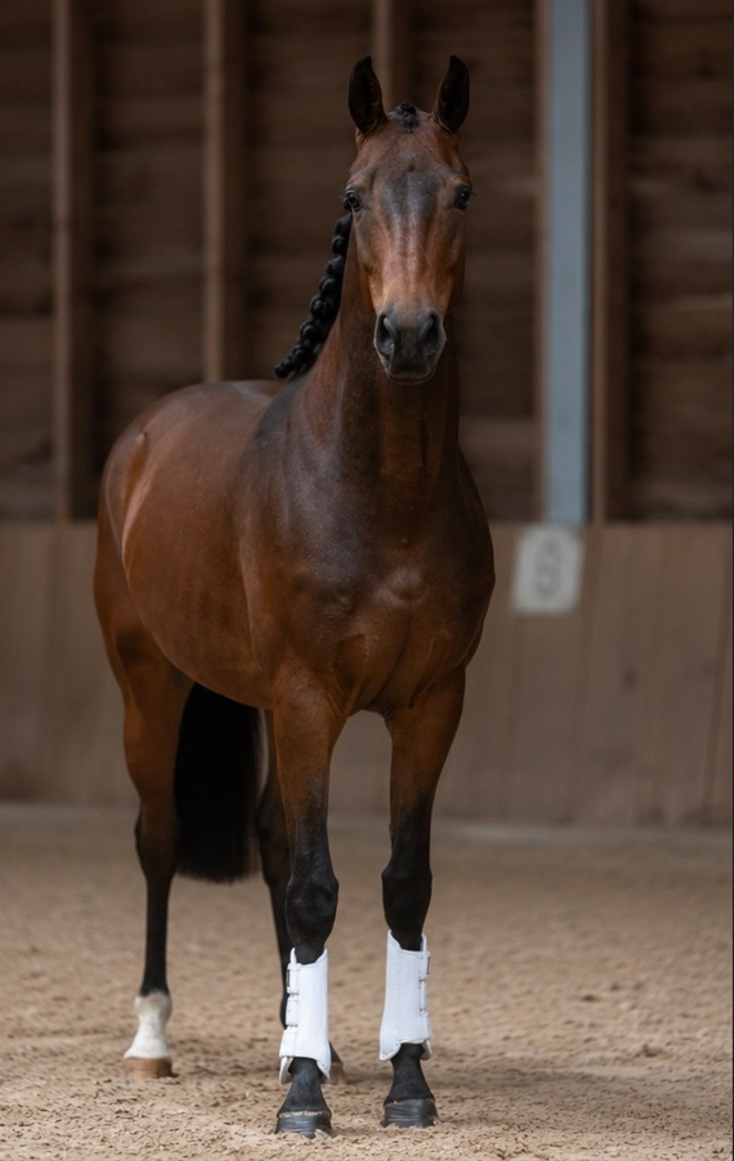 kwpn dressuurpaard ruin 4 år kastanje till salu - Foto 2