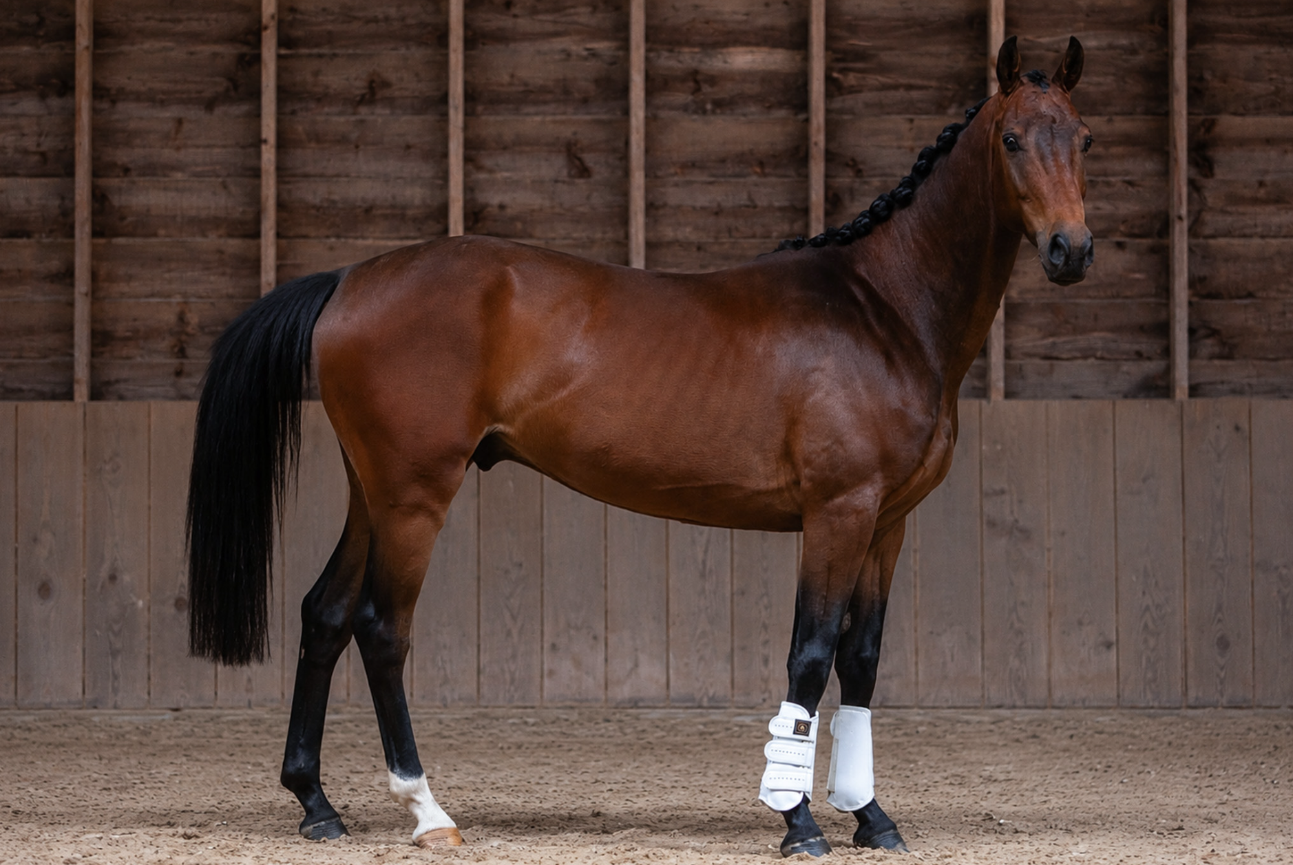 kwpn dressuurpaard ruin 4 år kastanje till salu - Foto 3