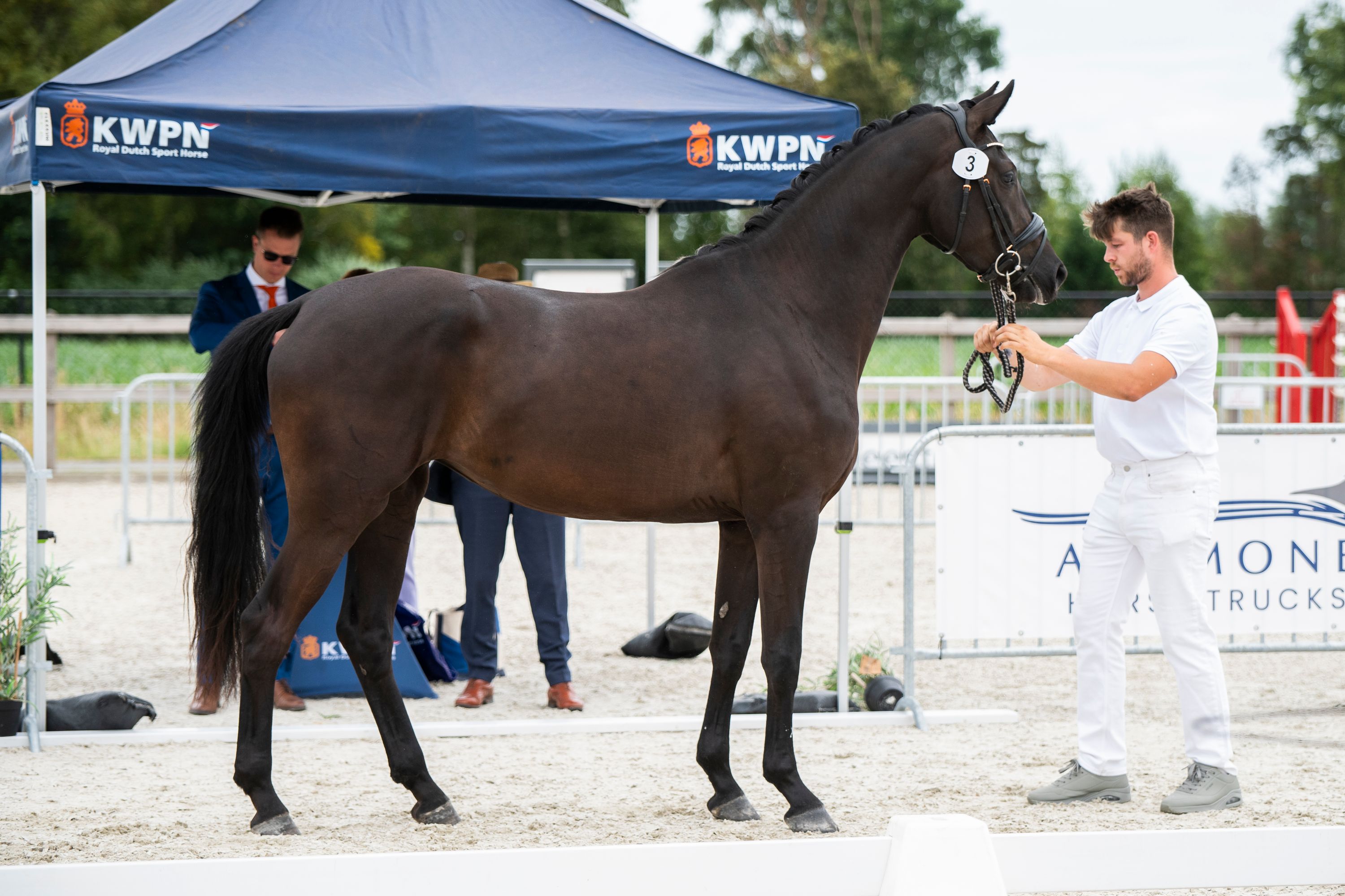 kwpn dressuurpaard merrie 4 anos zwart à venda - Foto 4
