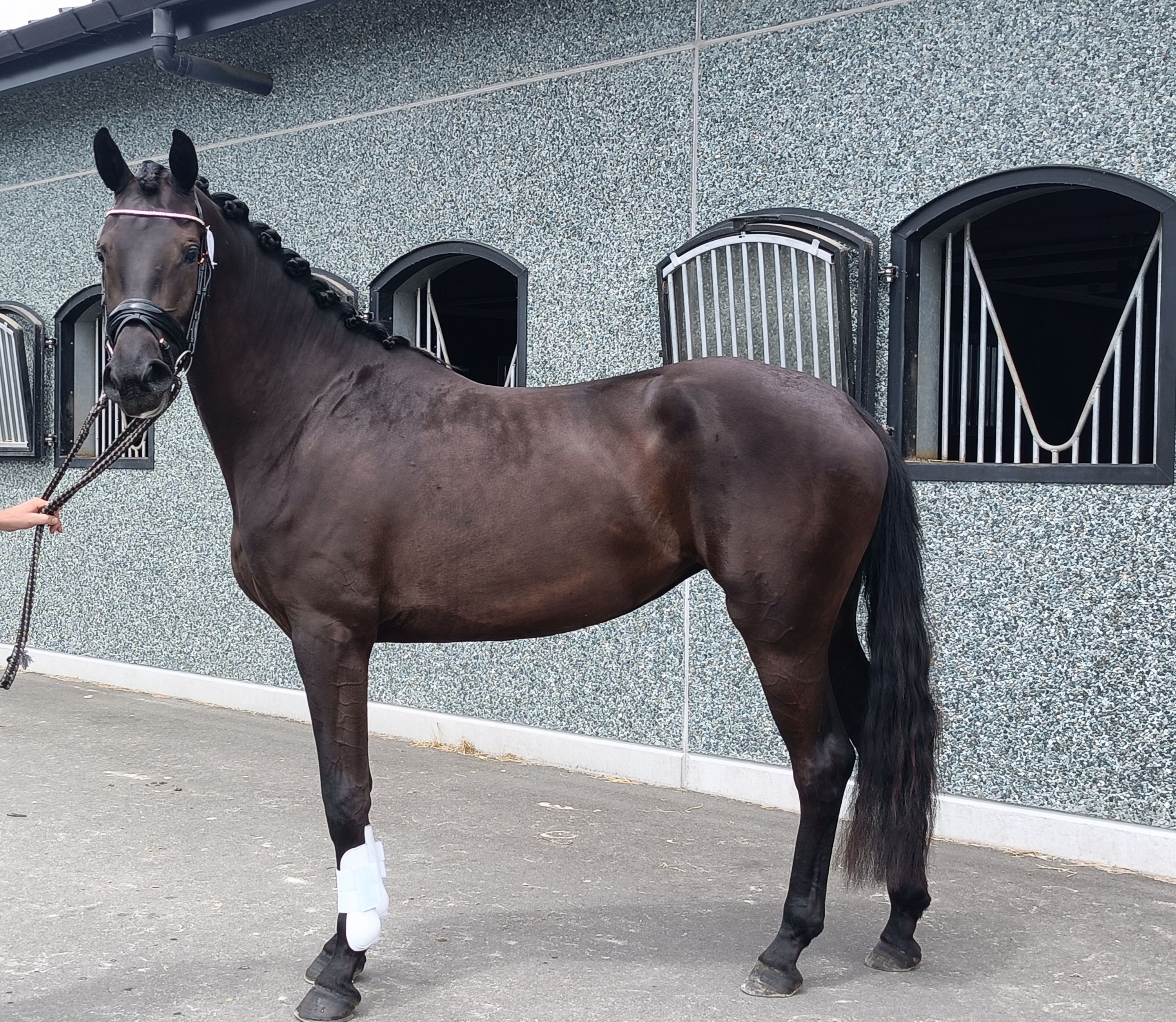 kwpn dressuurpaard merrie 4 anos zwart à venda - Foto 5