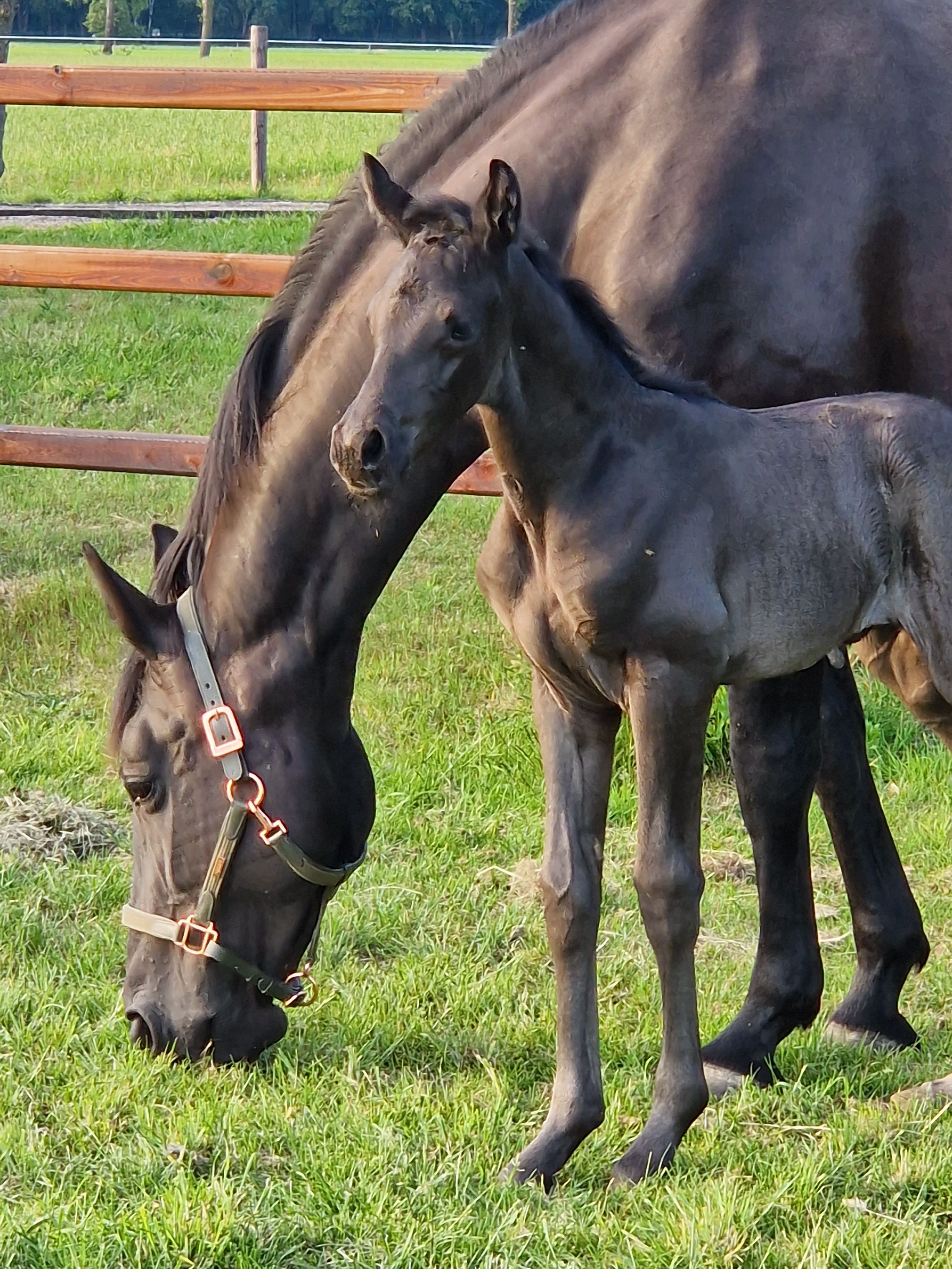 kwpn dressuurpaard merrie 4 anos zwart à venda - Foto 2