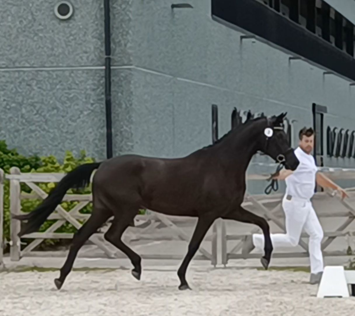 kwpn dressuurpaard merrie 4 anos zwart à venda - Foto 6