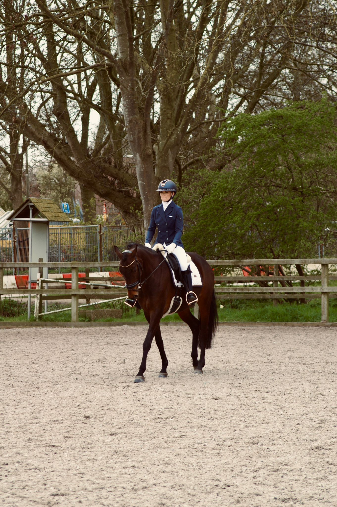 zangersheide springpaard merrie 6 years old donkerbruin for sale - Photo 2
