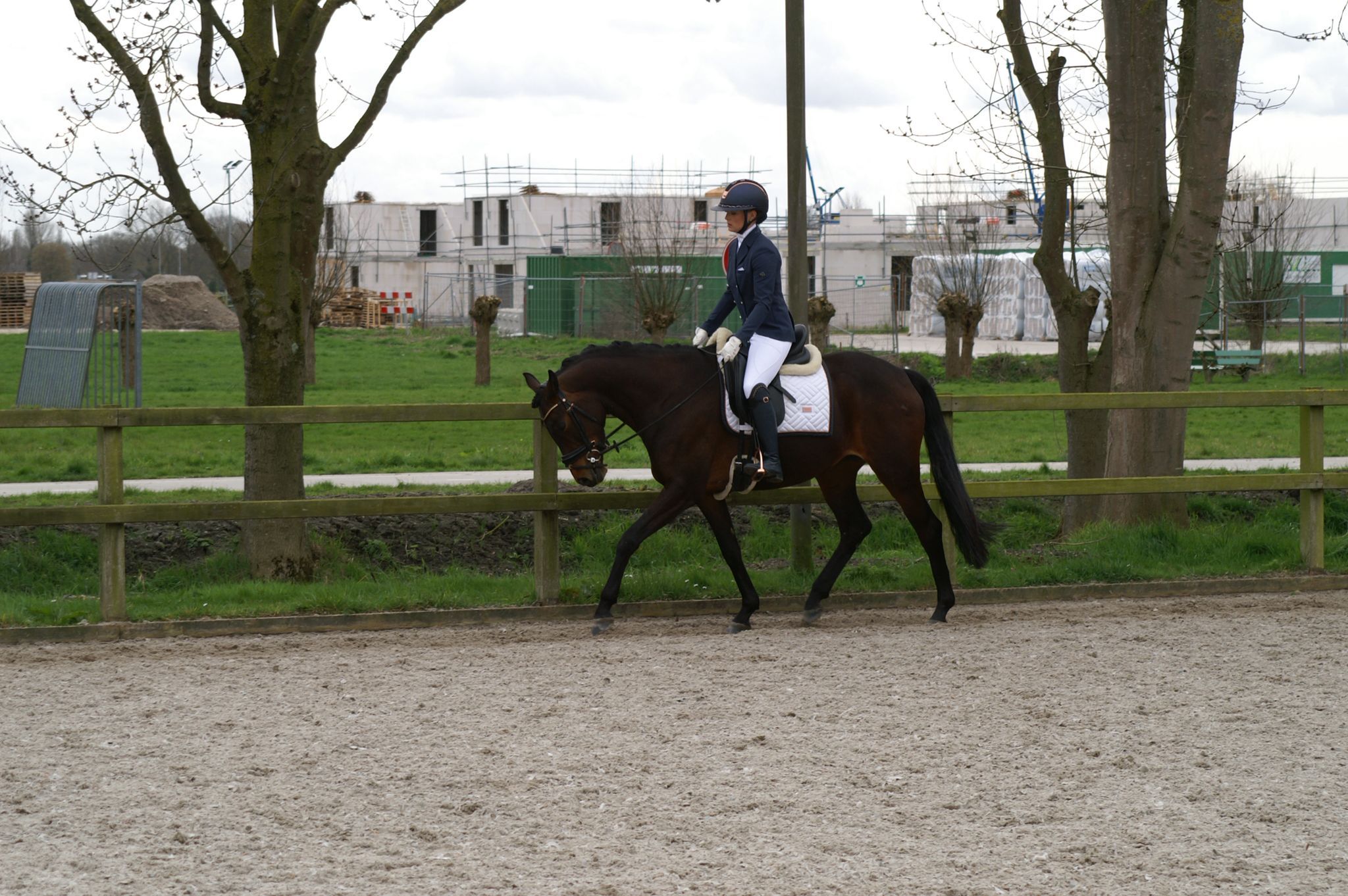 zangersheide springpaard merrie 6 years old donkerbruin for sale - Photo 3