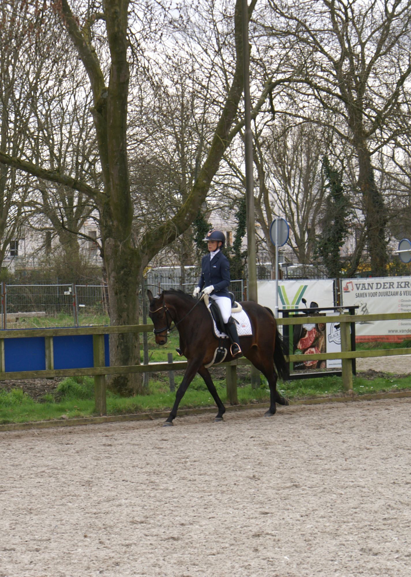 zangersheide springpaard merrie 6 years old donkerbruin for sale - Photo 4