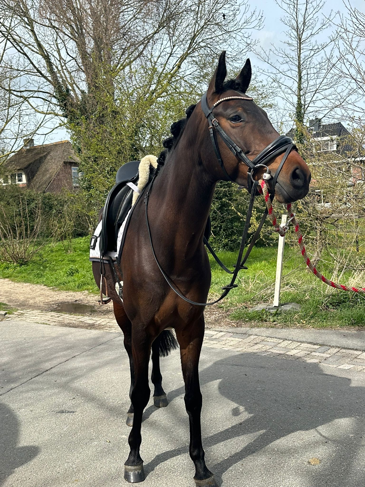zangersheide springpaard merrie 6 years old donkerbruin for sale - Main photo
