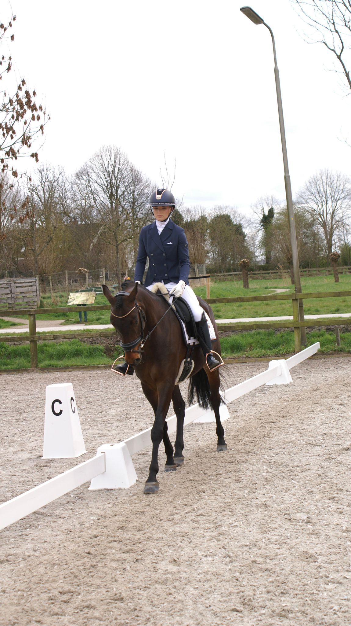 zangersheide springpaard merrie 6 years old donkerbruin for sale - Photo 6