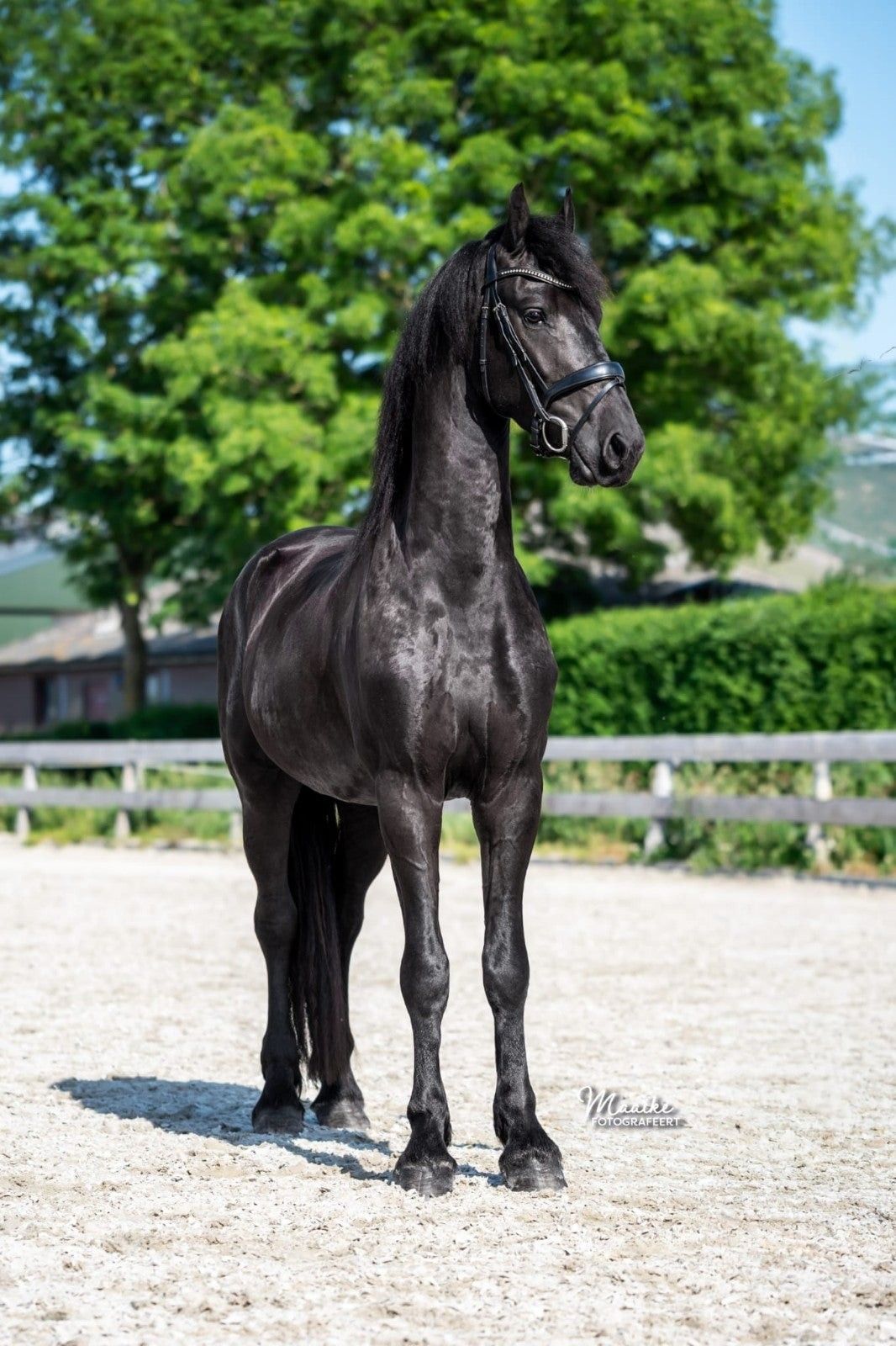 dressuurpaard ruin 3 years old zwart for sale - Photo 3