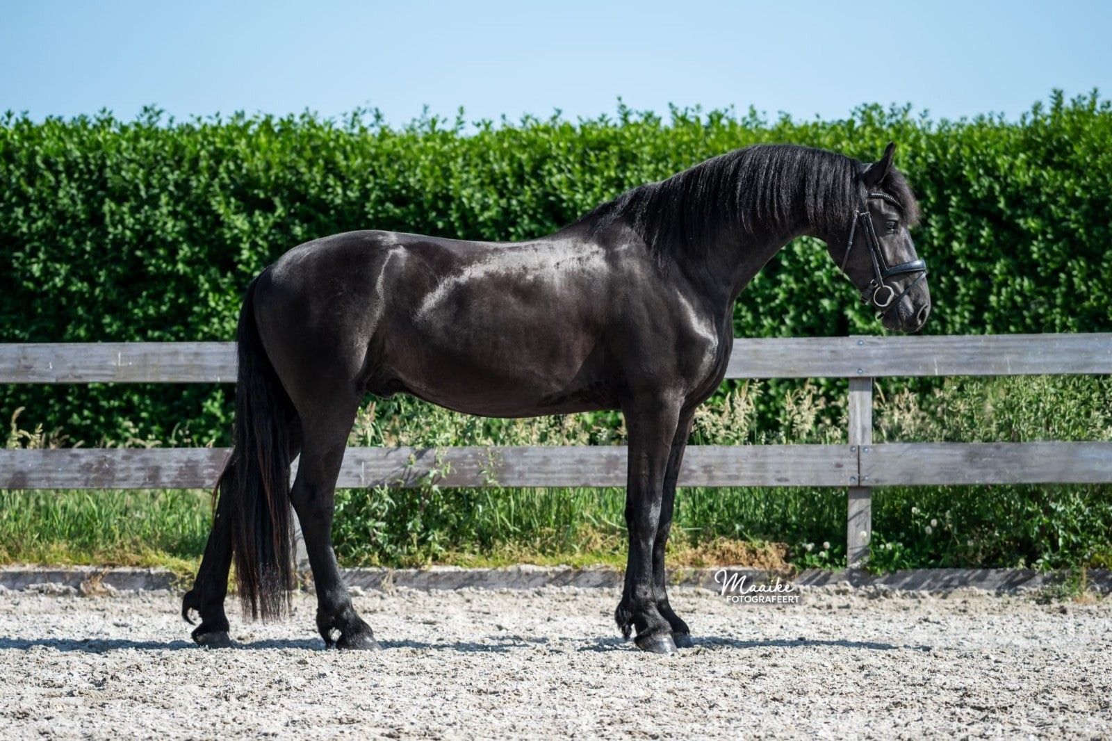 dressuurpaard ruin 3 years old zwart for sale - Photo 4