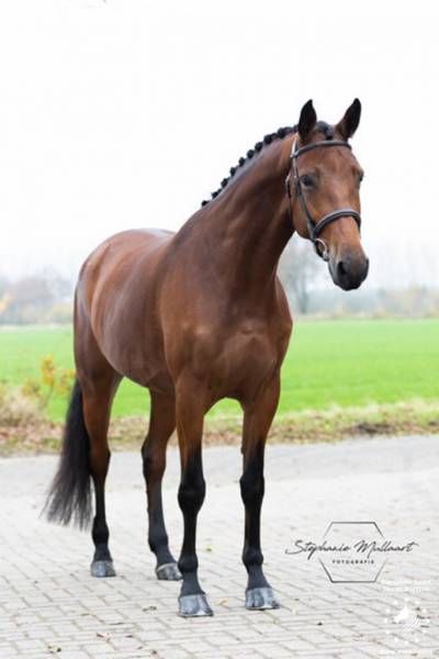 9-jarige Springmerrie