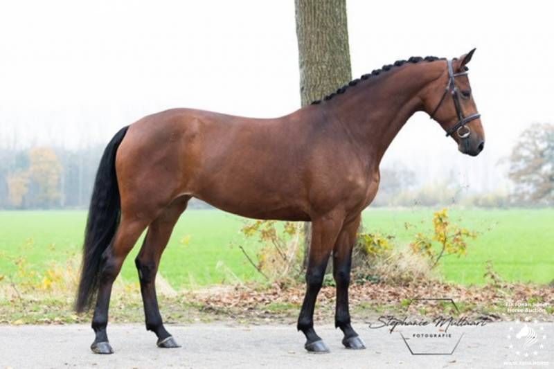 kwpn springpaard merrie 9 岁 donkerbruin 出售 - 照片 3