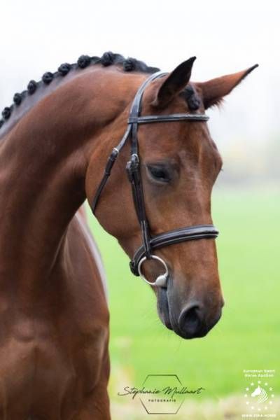 kwpn springpaard merrie 9 岁 donkerbruin 出售 - 照片 2