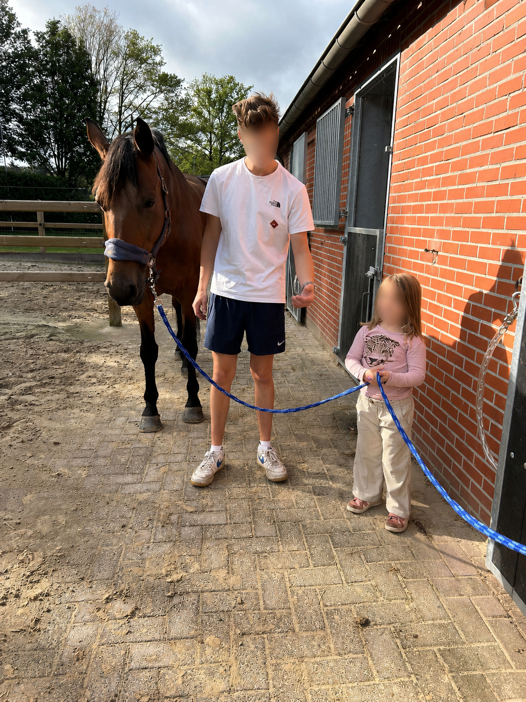 kwpn springpaard merrie 9 岁 donkerbruin 出售 - 照片 5