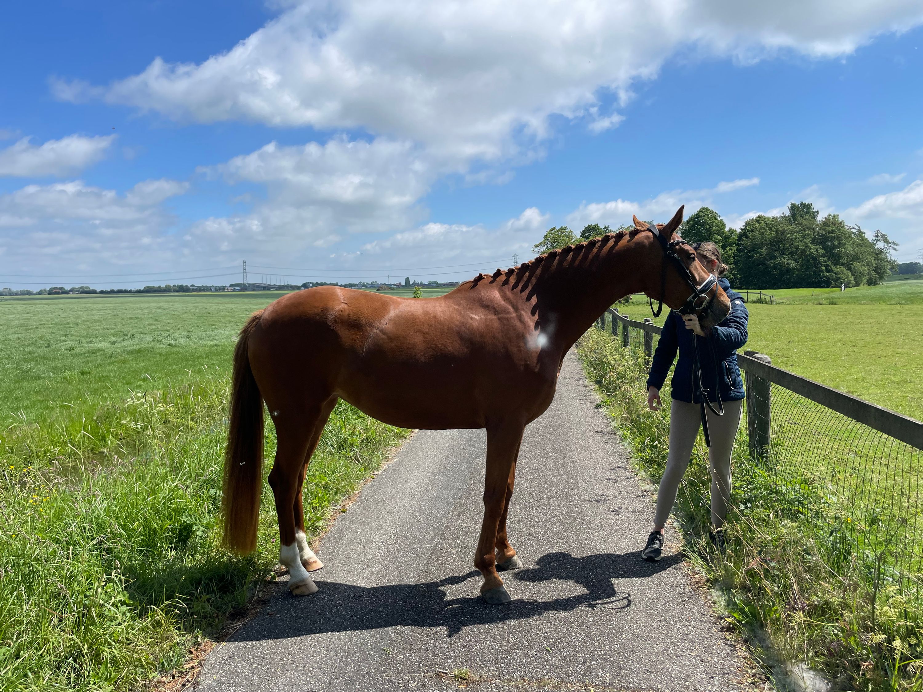 kwpn dressuurpaard merrie 5 years old vos for sale - Photo 4