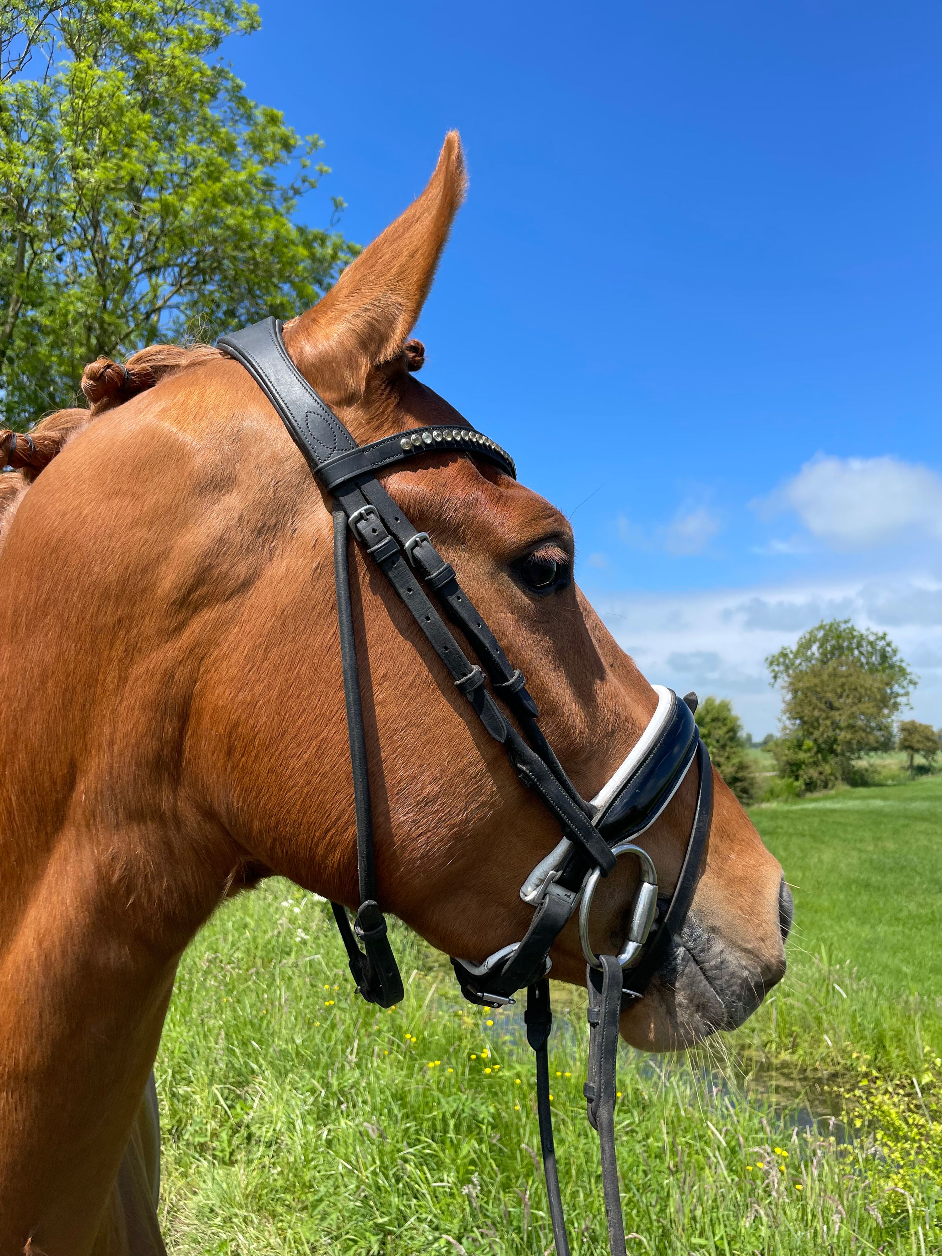 kwpn dressuurpaard merrie 5 years old vos for sale - Photo 3