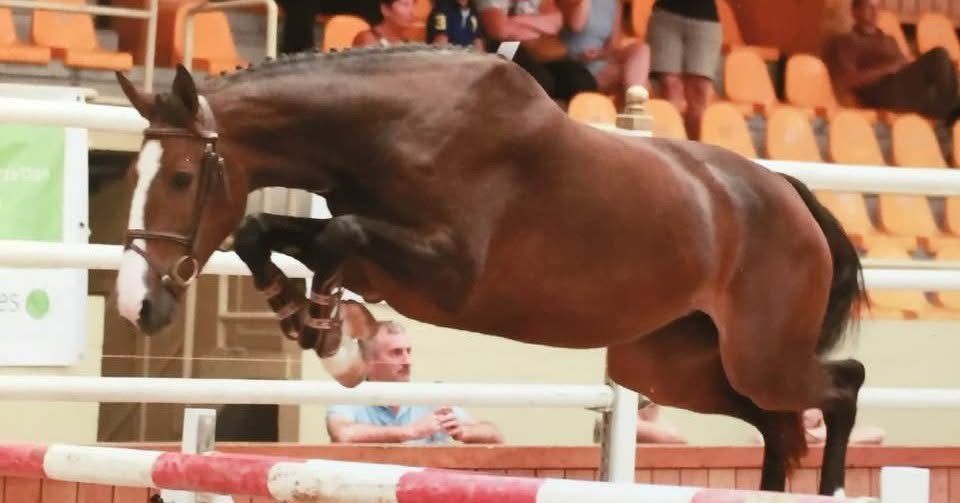🔥 Corland x Quidam de Revel | Broodmare from proven international jumping family | Half-sister to 1.55m and 2x 1.50m jumpers
