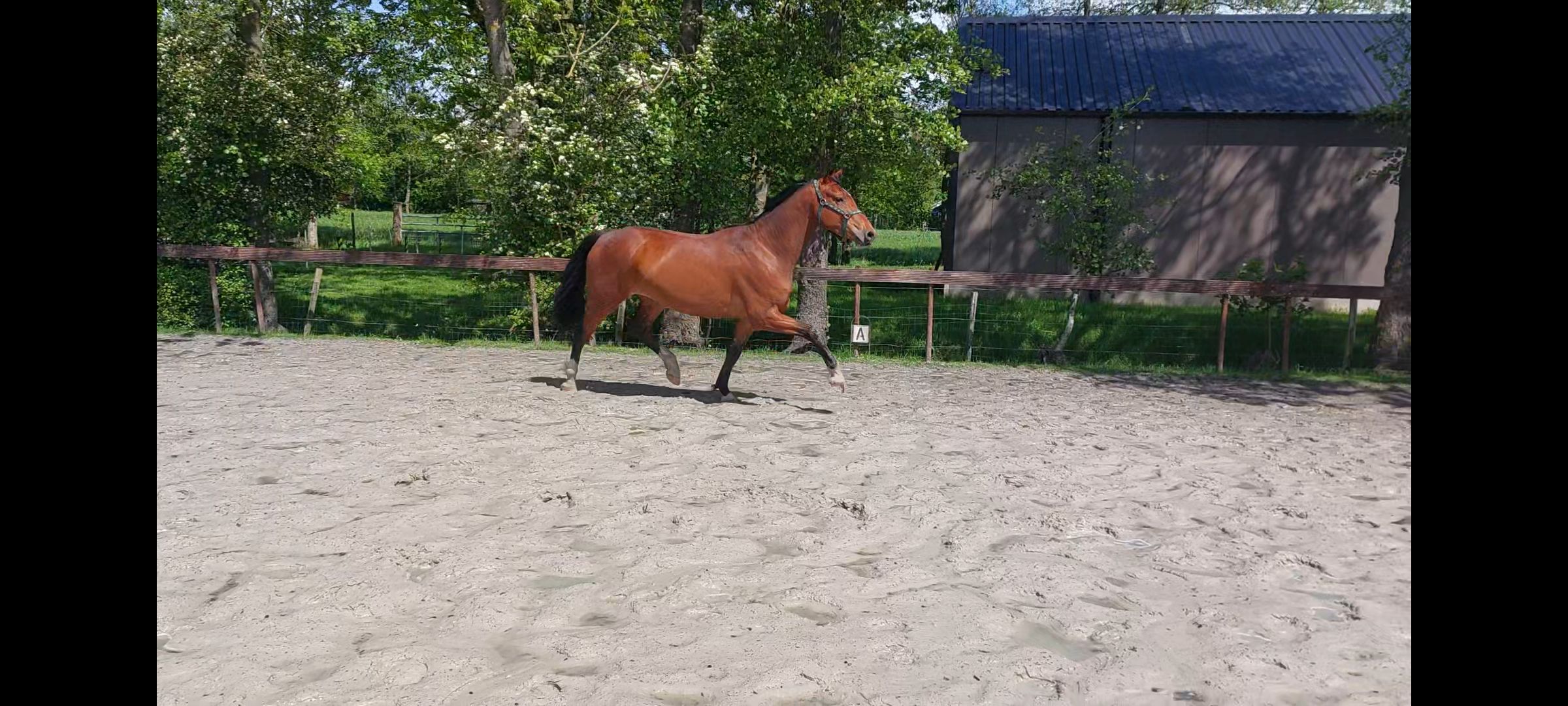 kwpn dressuurpaard ruin 3 سنوات bruin للبيع - صورة 2