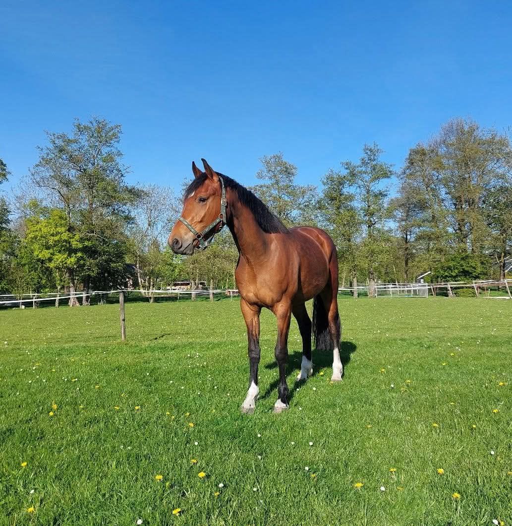 Hongre de 3 ans Florida tn x Osmium (prix réduit)