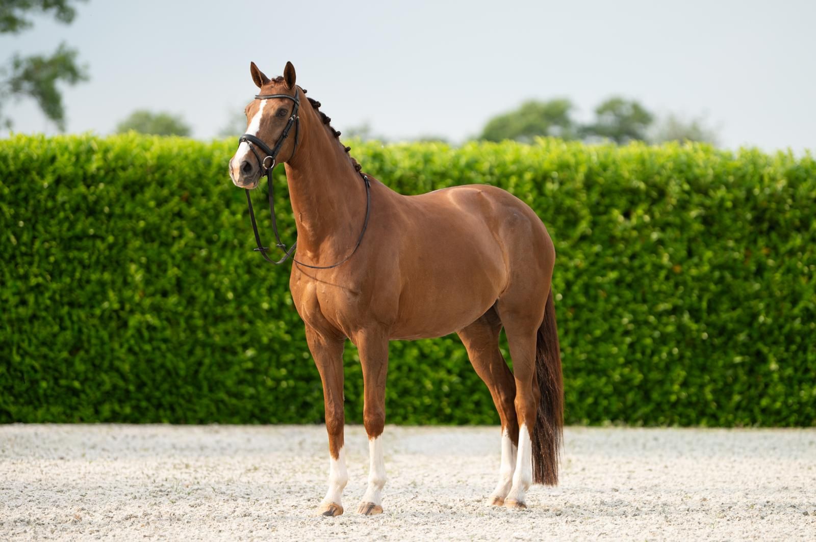 kwpn dressuurpaard merrie 11 jaar vos te koop - Foto 2
