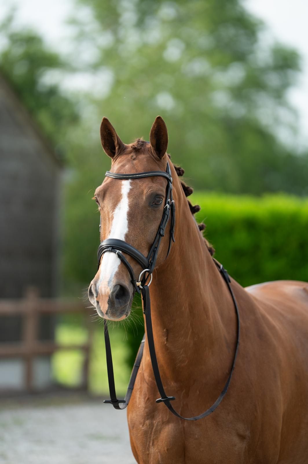 kwpn dressuurpaard merrie 11 jaar vos te koop - Foto 3