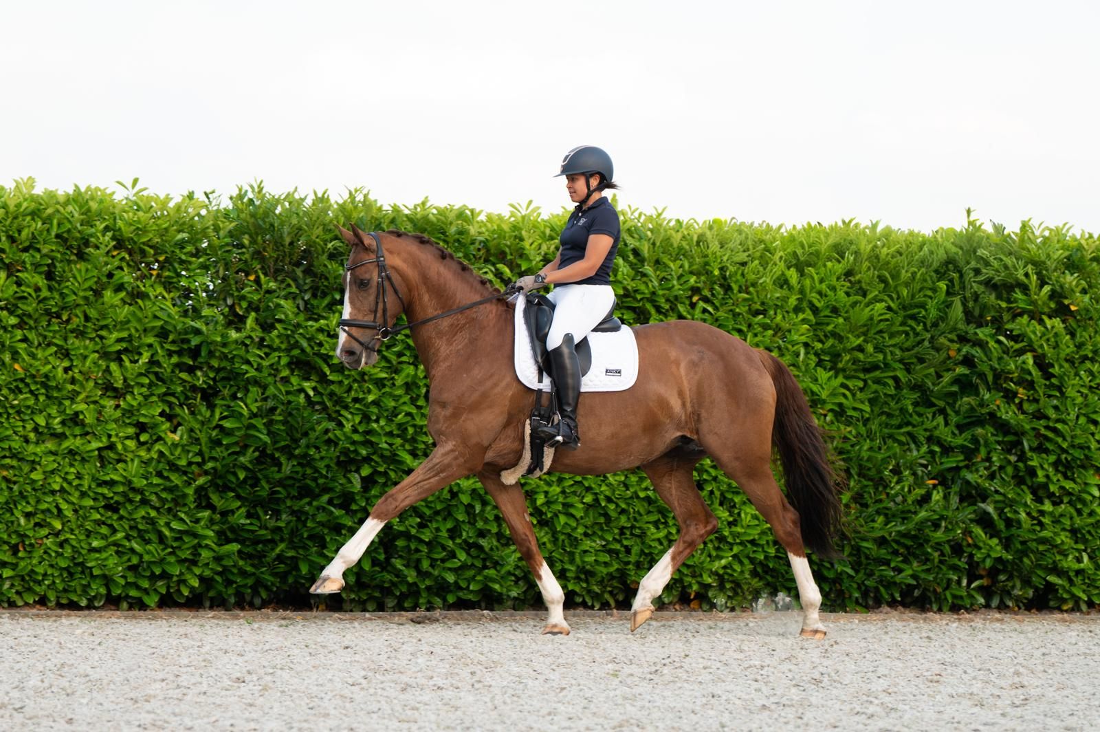 kwpn dressuurpaard merrie 11 jaar vos te koop - Foto 4