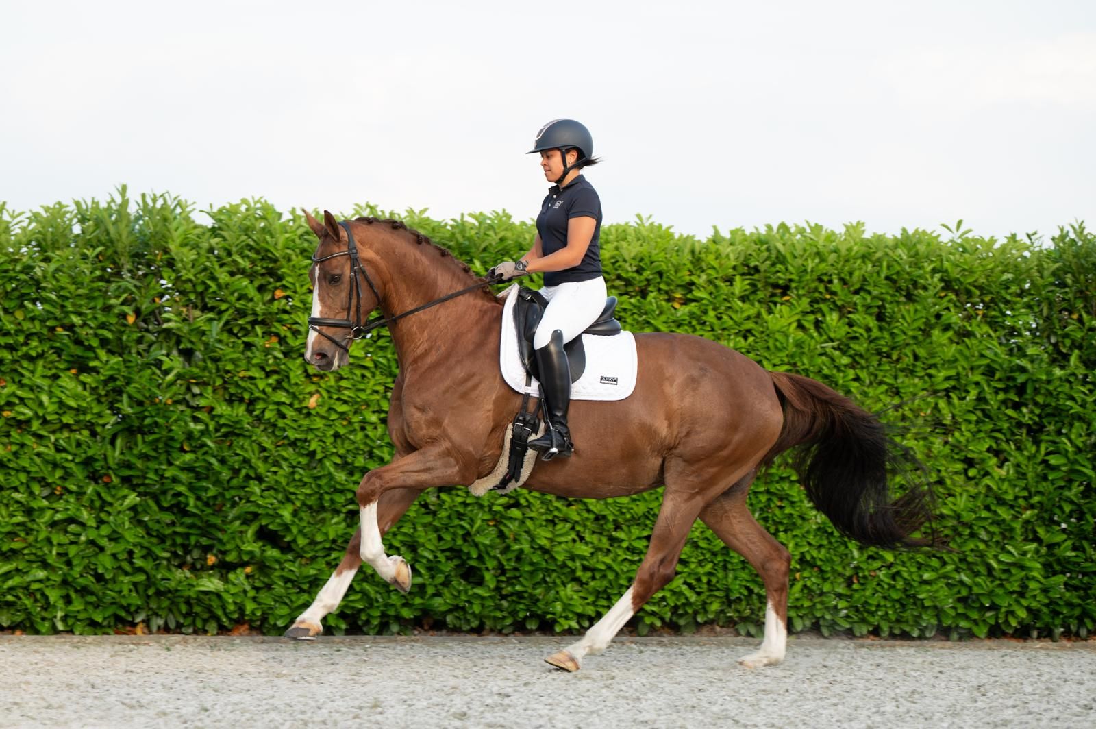 kwpn dressuurpaard merrie 11 jaar vos te koop - Foto 5