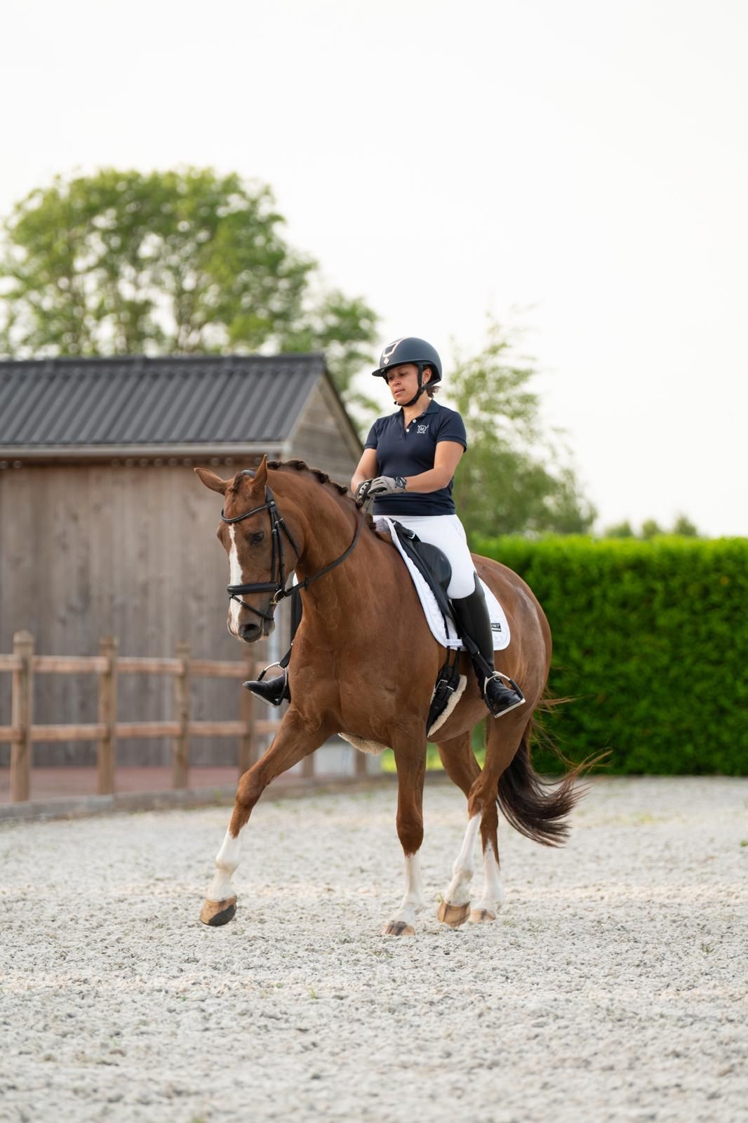 kwpn dressuurpaard merrie 11 jaar vos te koop - Foto 6