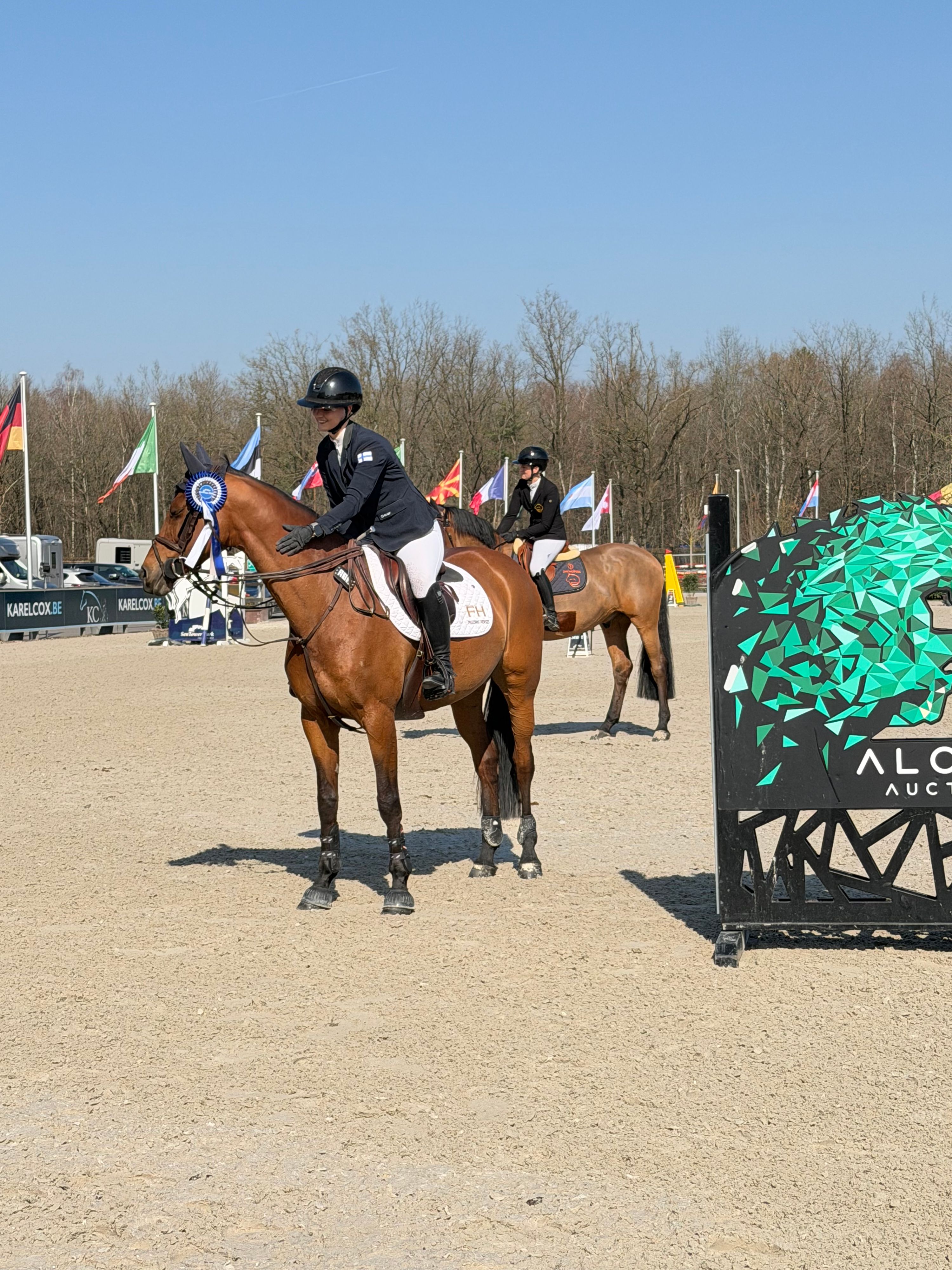 kwpn springpaard merrie 11 ani donkerbruin de vânzare - Foto 2