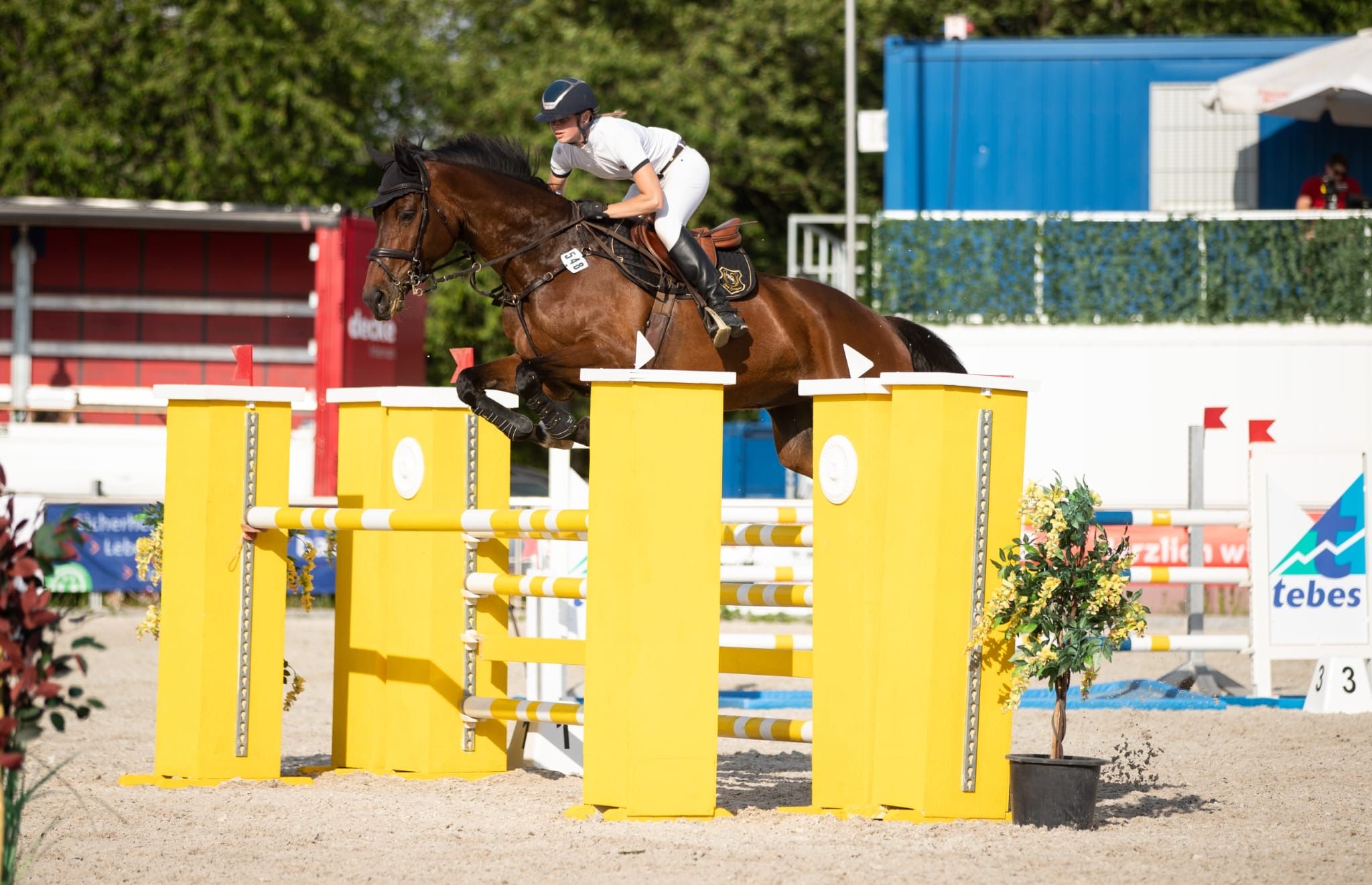 Very fine sports horse with a lot of experience