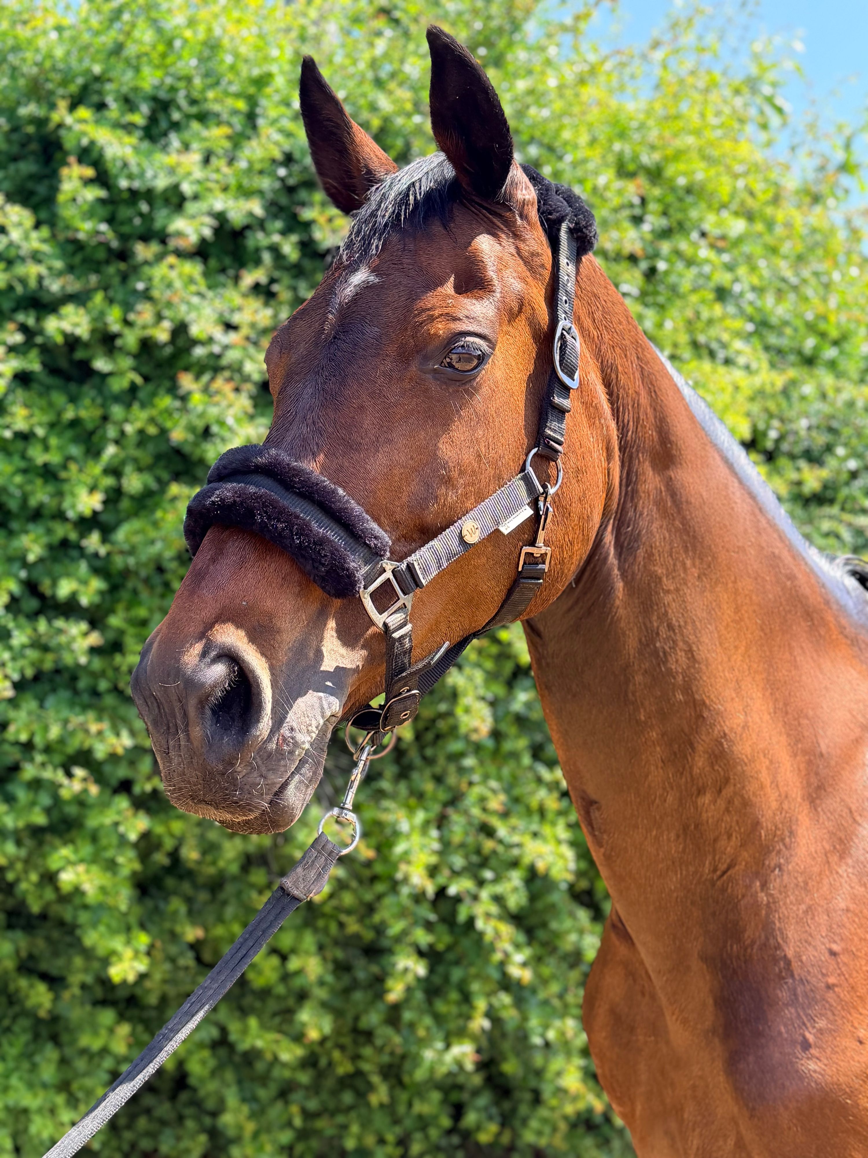 hanovarian springpaard merrie 13 år donkerbruin till salu - Foto 2