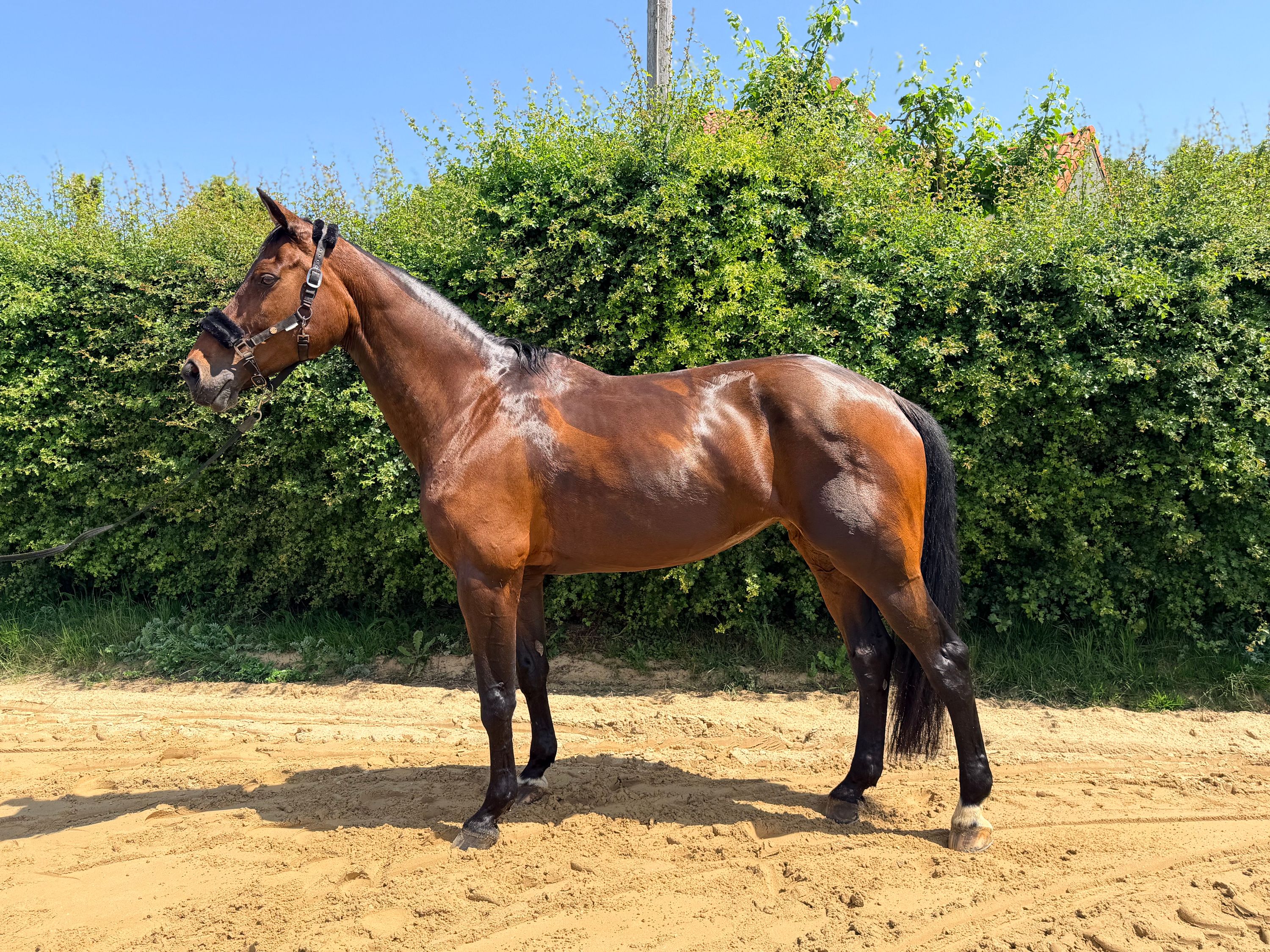 hanovarian springpaard merrie 13 år donkerbruin till salu - Foto 3