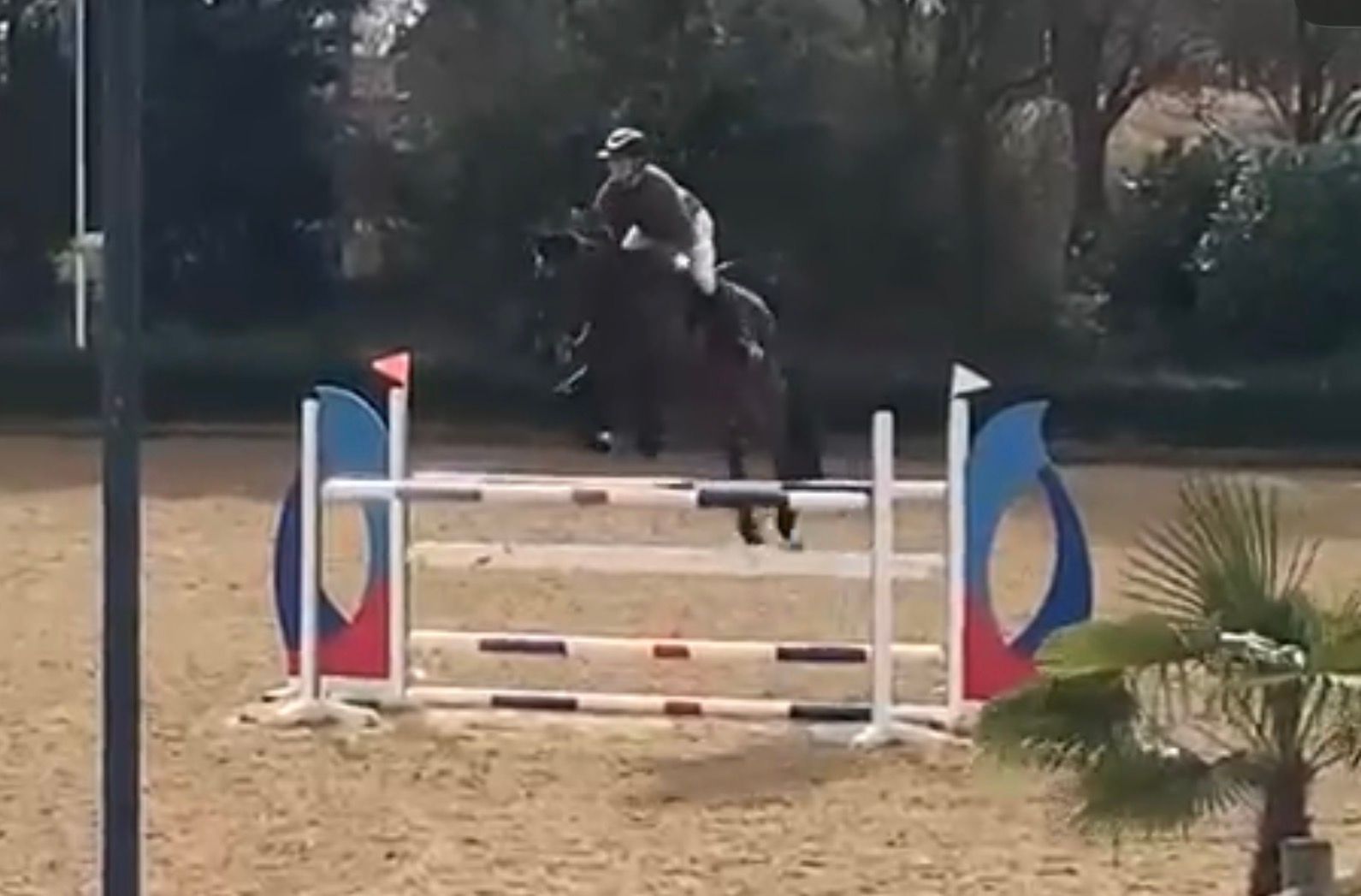 hanovarian springpaard merrie 13 år donkerbruin till salu - Foto 4
