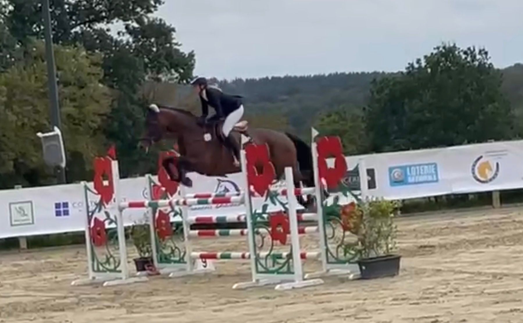 hanovarian springpaard merrie 13 år donkerbruin till salu - Foto 5