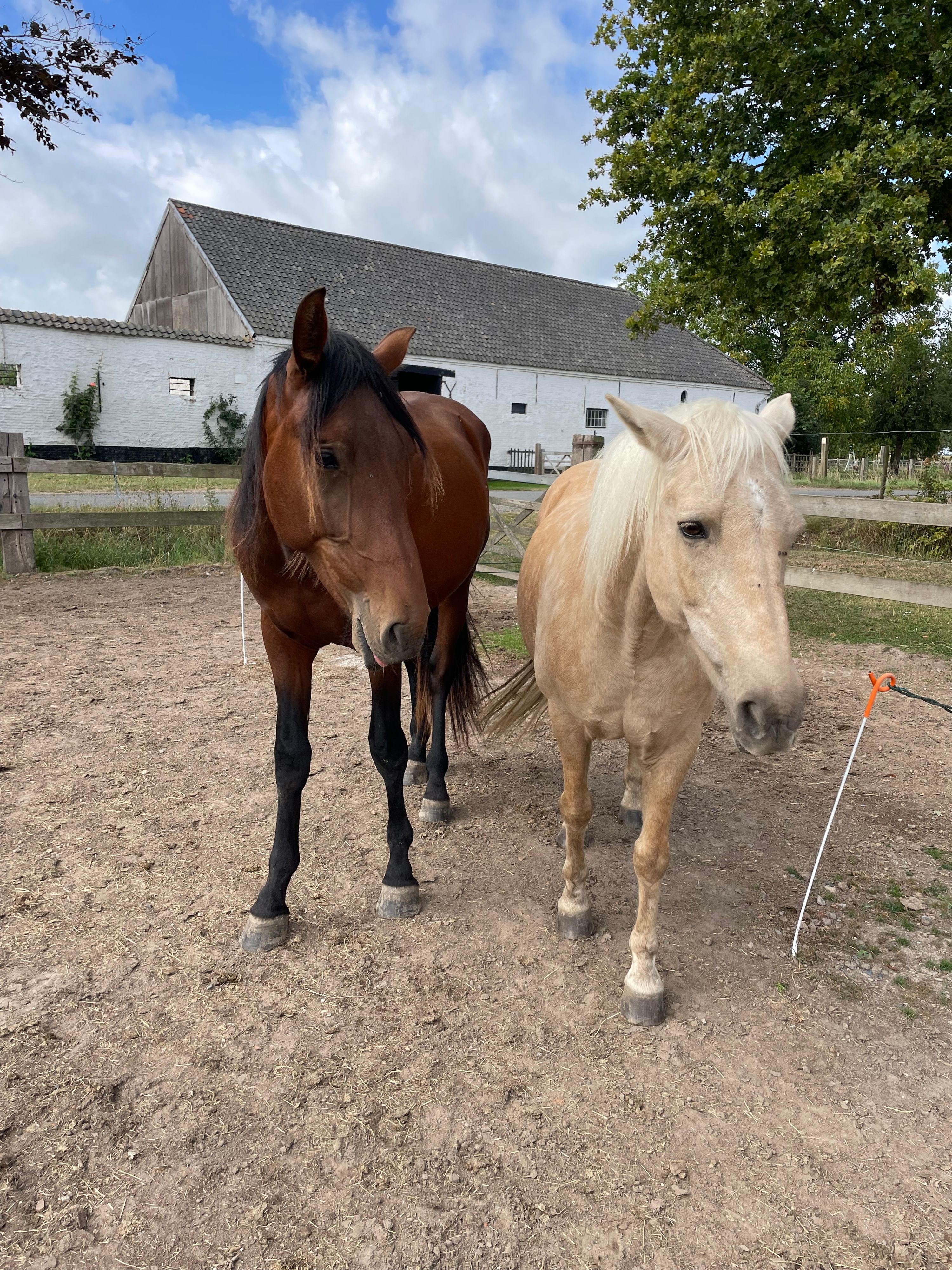 PRE stallion, 3 years old – sweet character and lots of potential