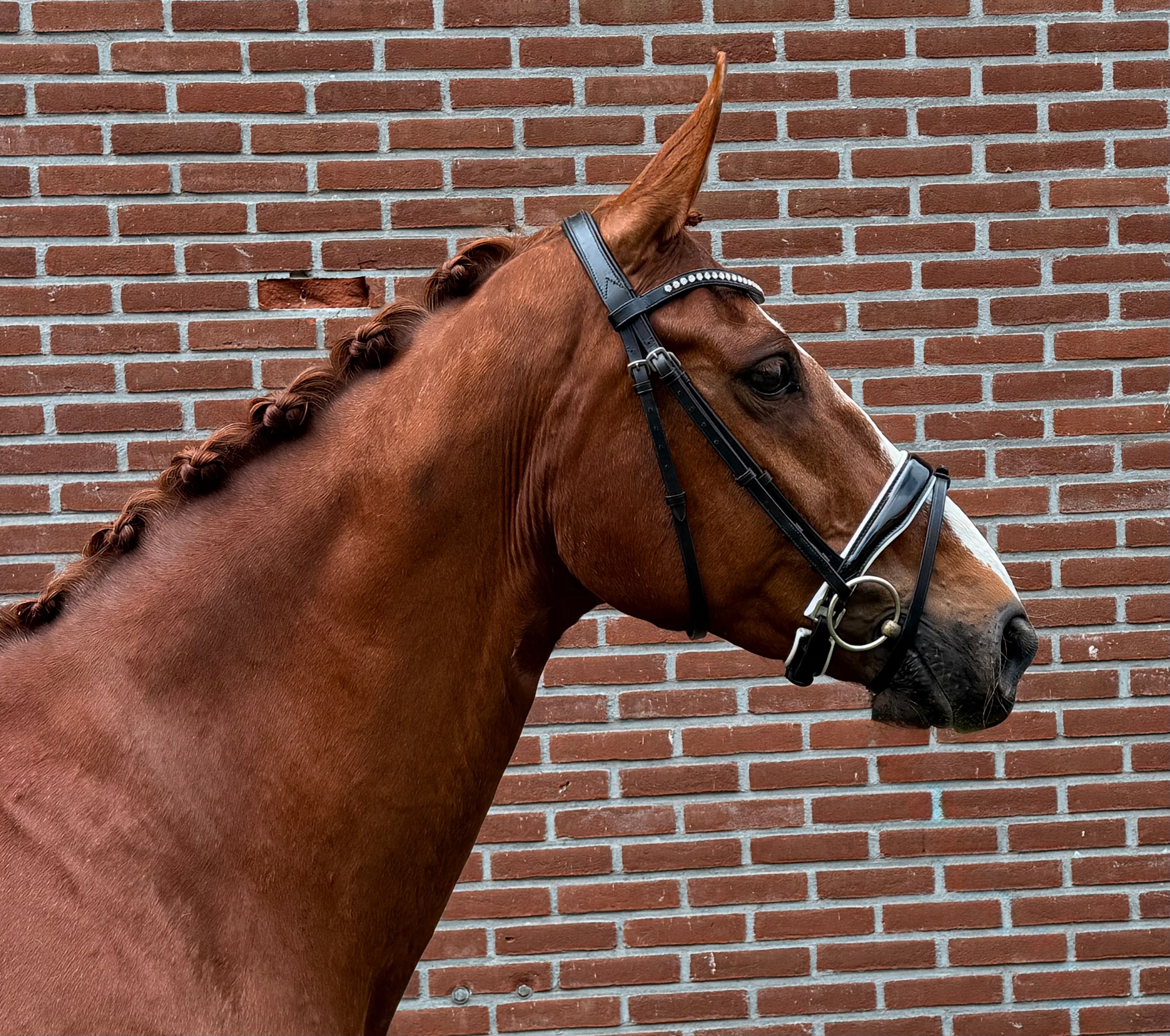 Cavalo castrado Z1 super manso.