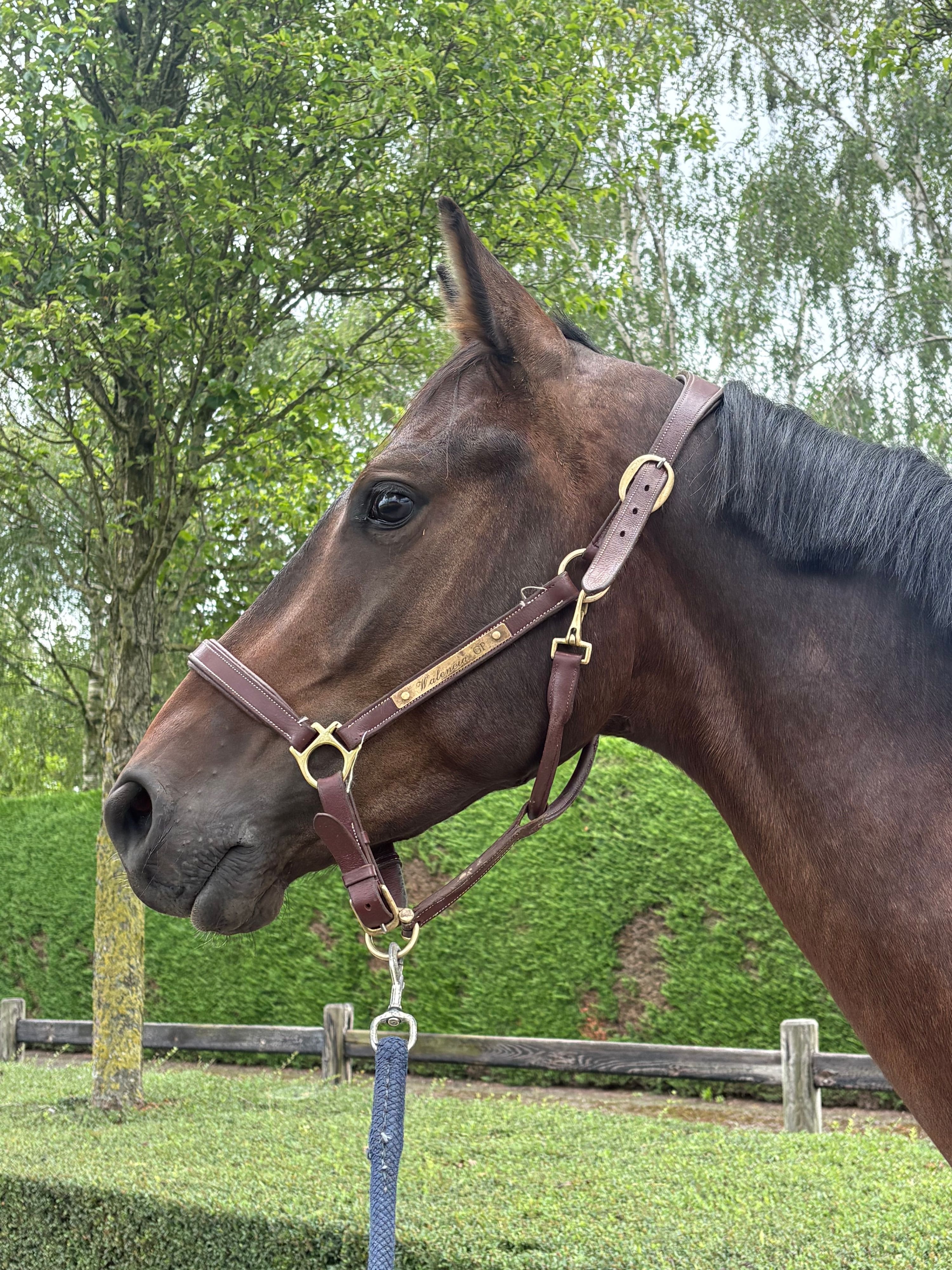bwp springpaard ruin 4 ani donkerbruin de vânzare - Foto 4
