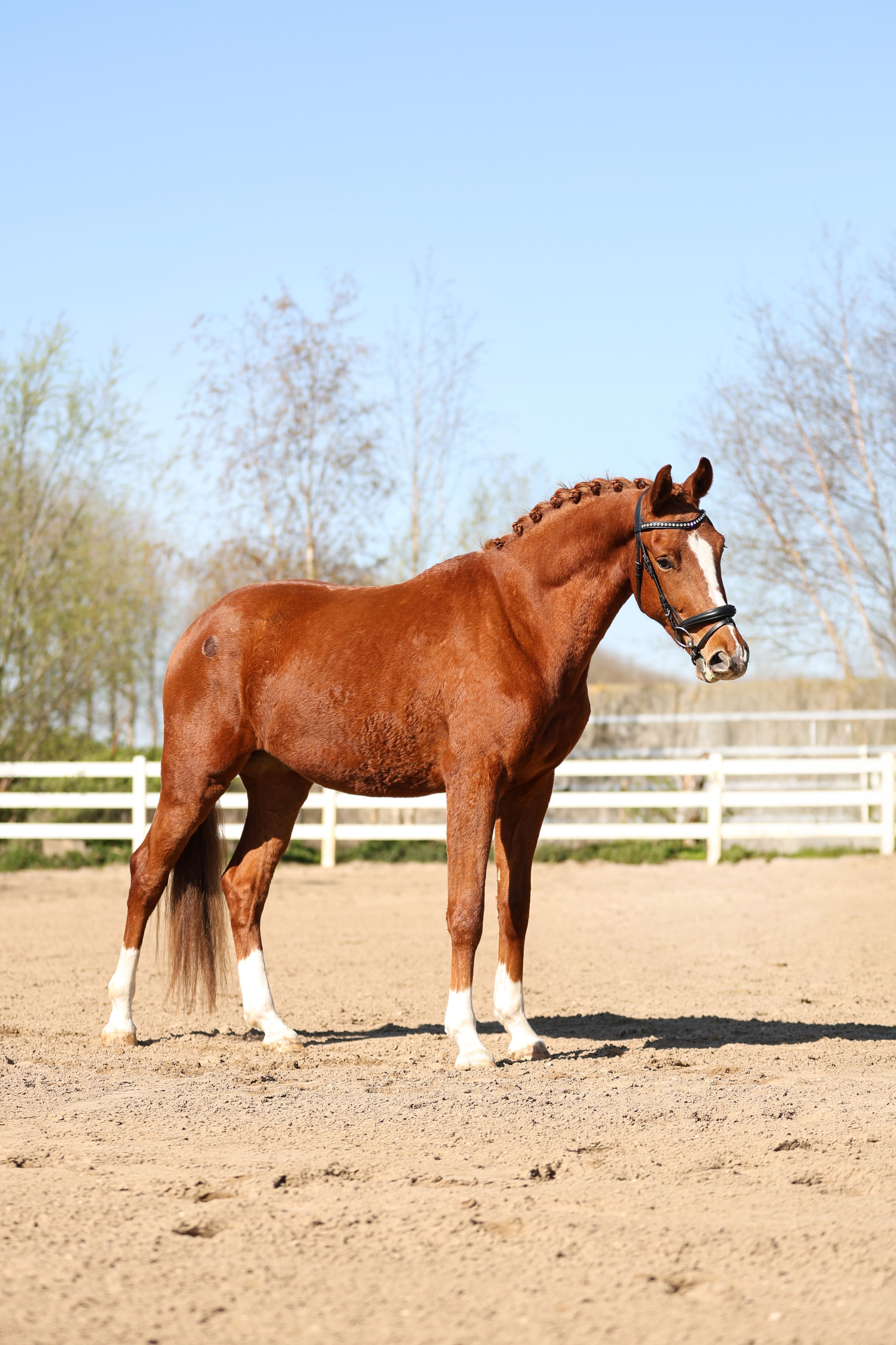 kwpn dressuurpaard ruin 4 anos vos à venda - Foto 2
