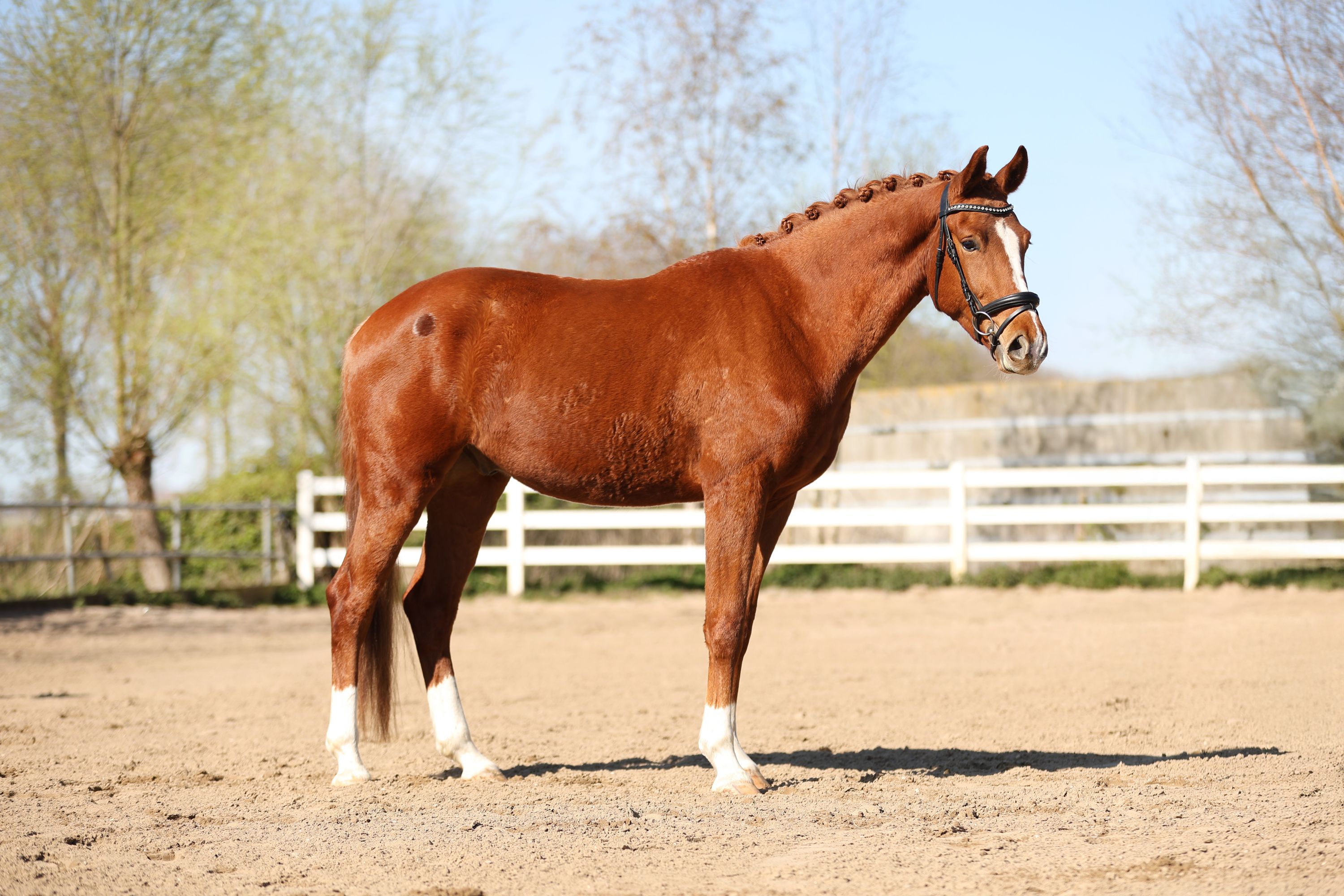 kwpn dressuurpaard ruin 4 anos vos à venda - Foto 3