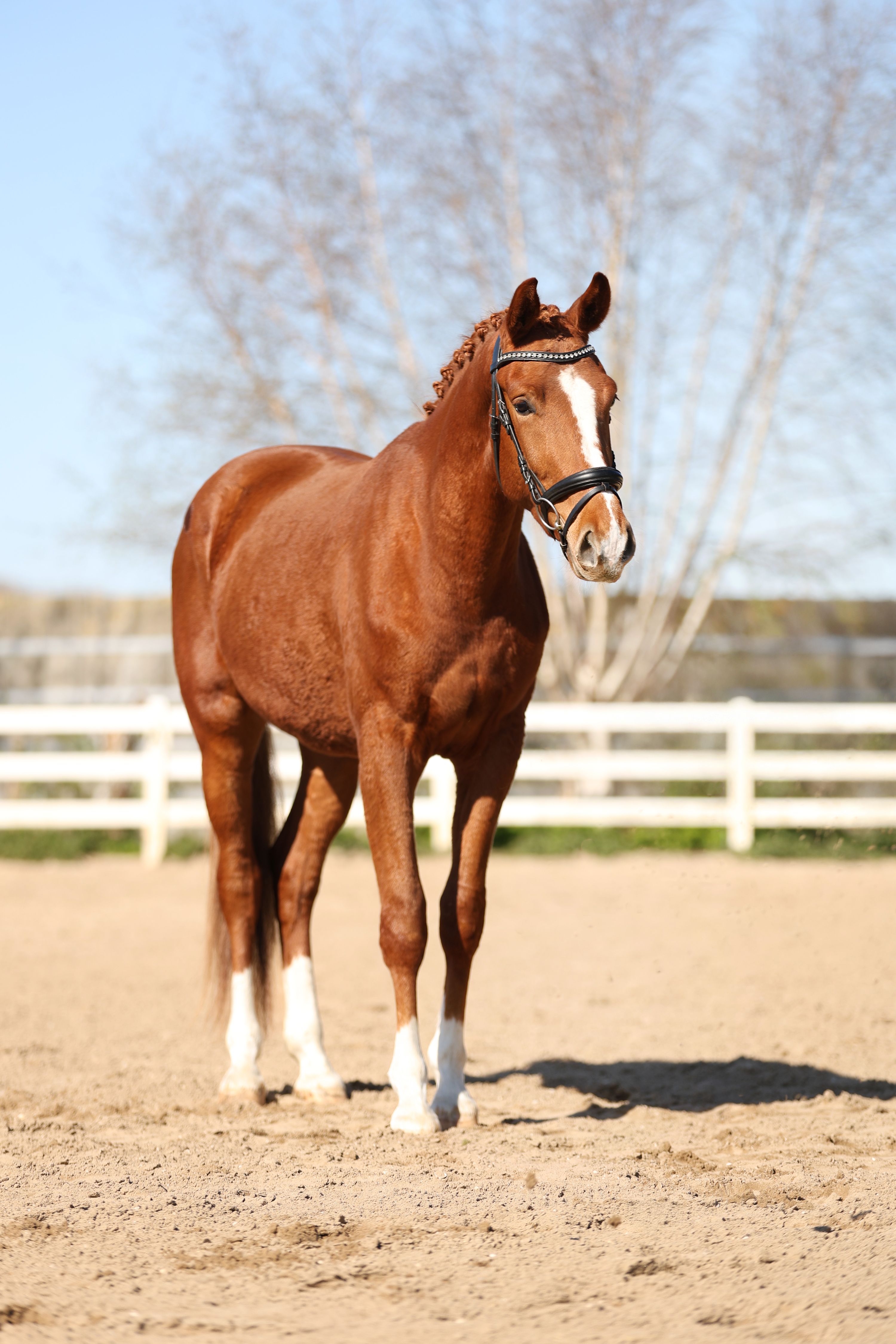 kwpn dressuurpaard ruin 4 anos vos à venda - Foto 4