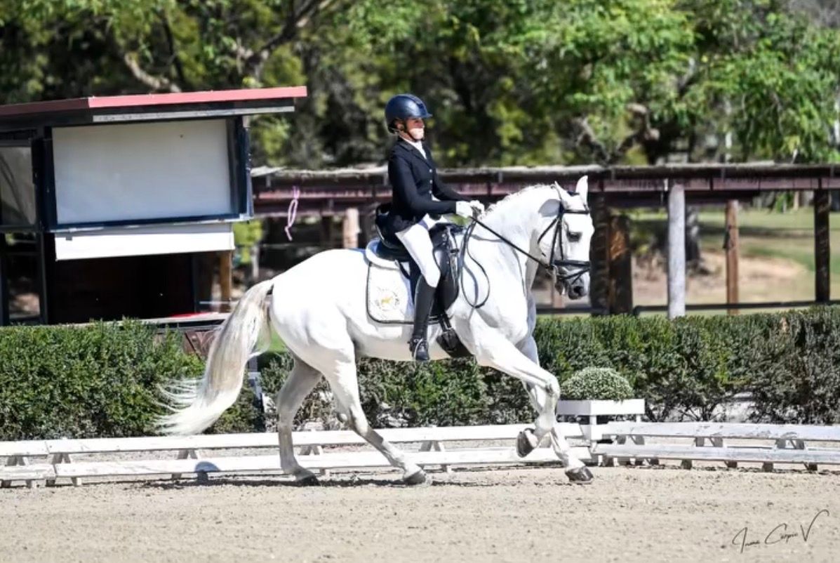 Cavalo PRE ideal para competição e lazer